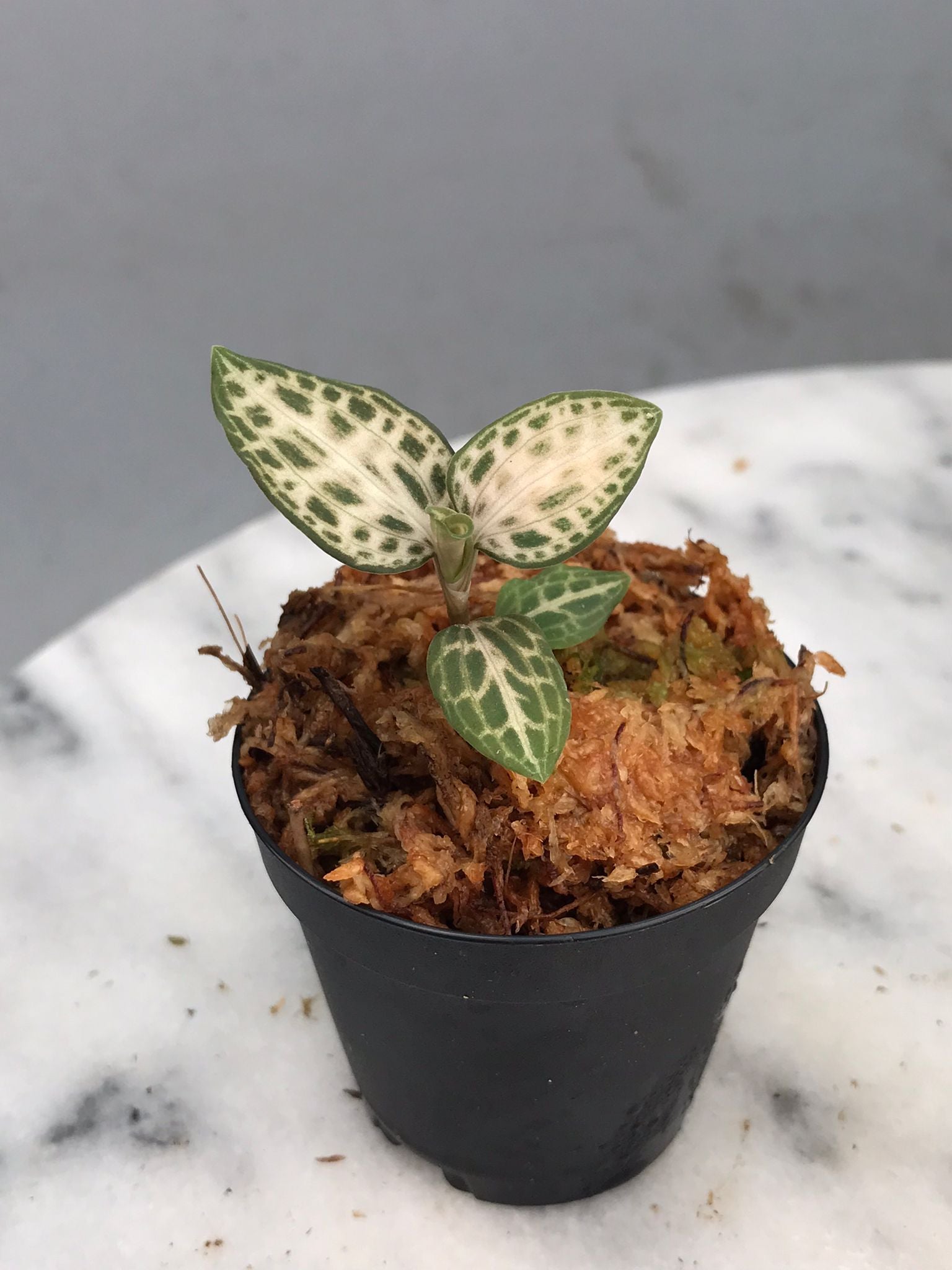 Goodyera schlechtendaliana var. Nishikiran