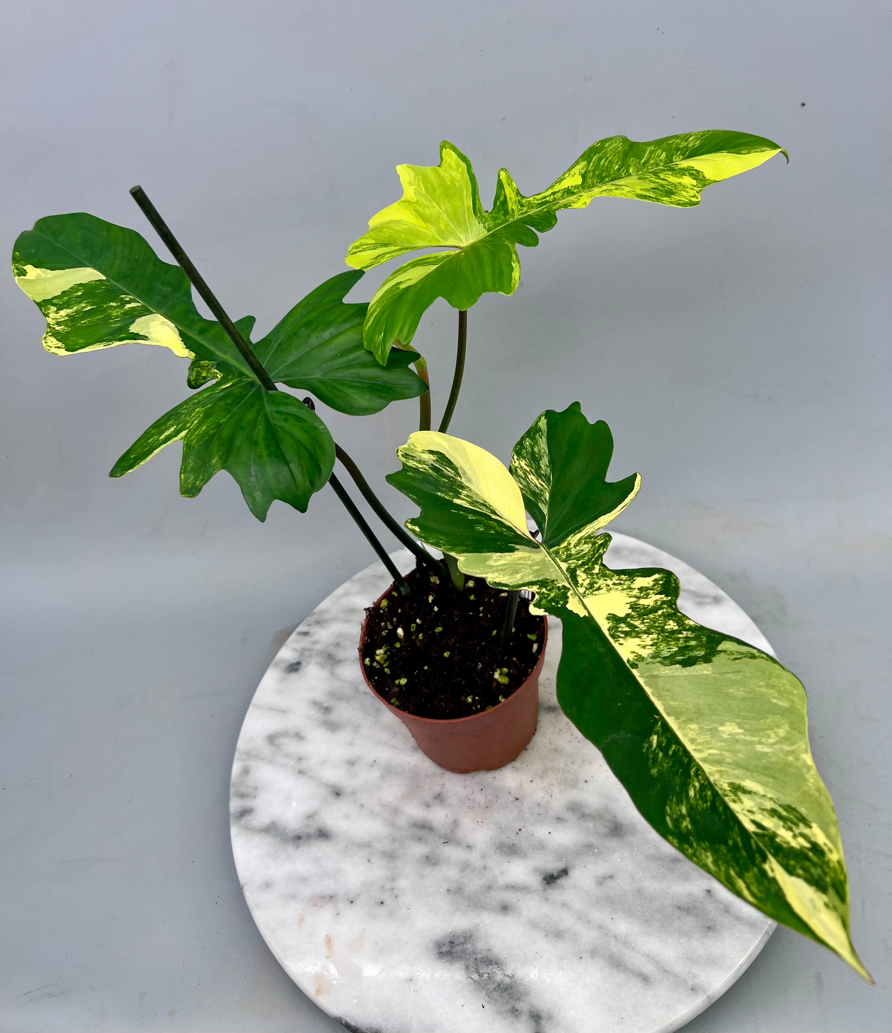 Philodendron Florida Beauty Variegata X Bob Cee Variegata (Nr 1)