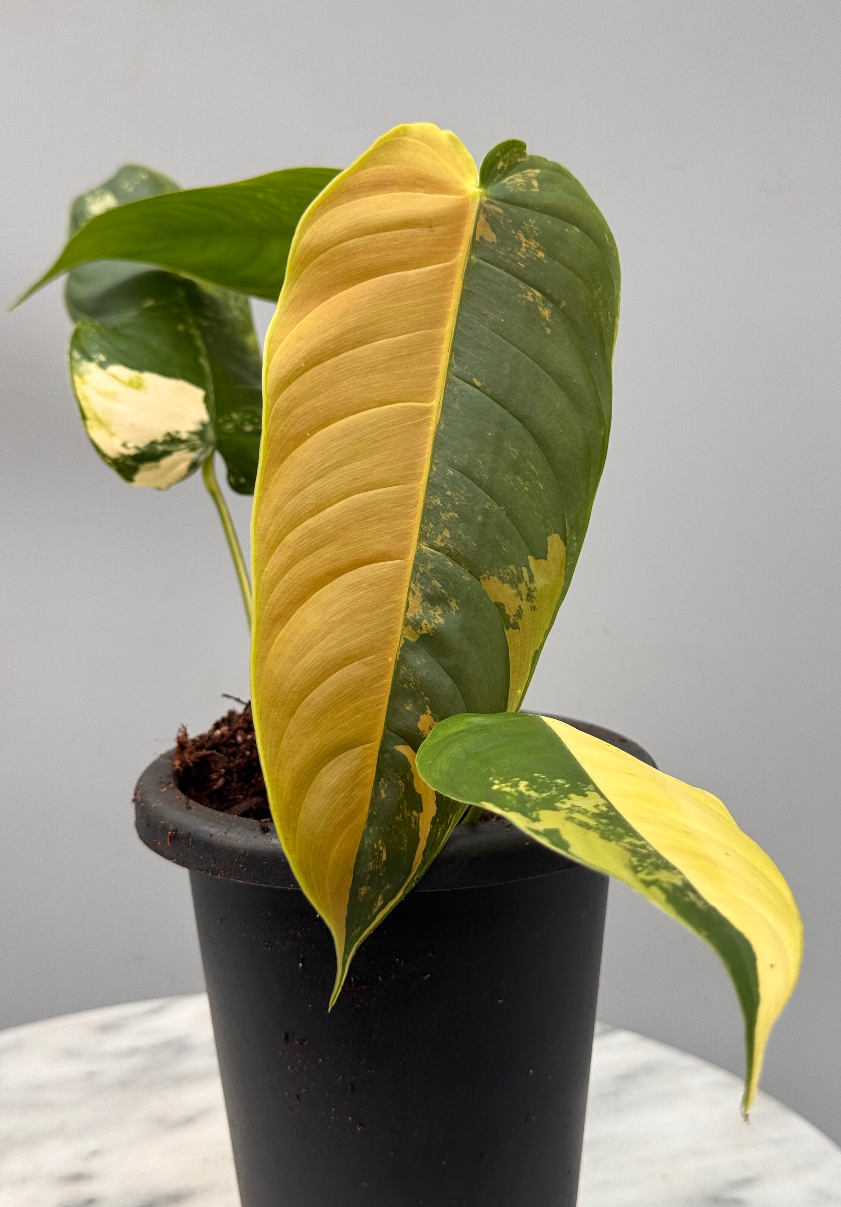 Philodendron sharoniae Mosquera Variegata Half Moon