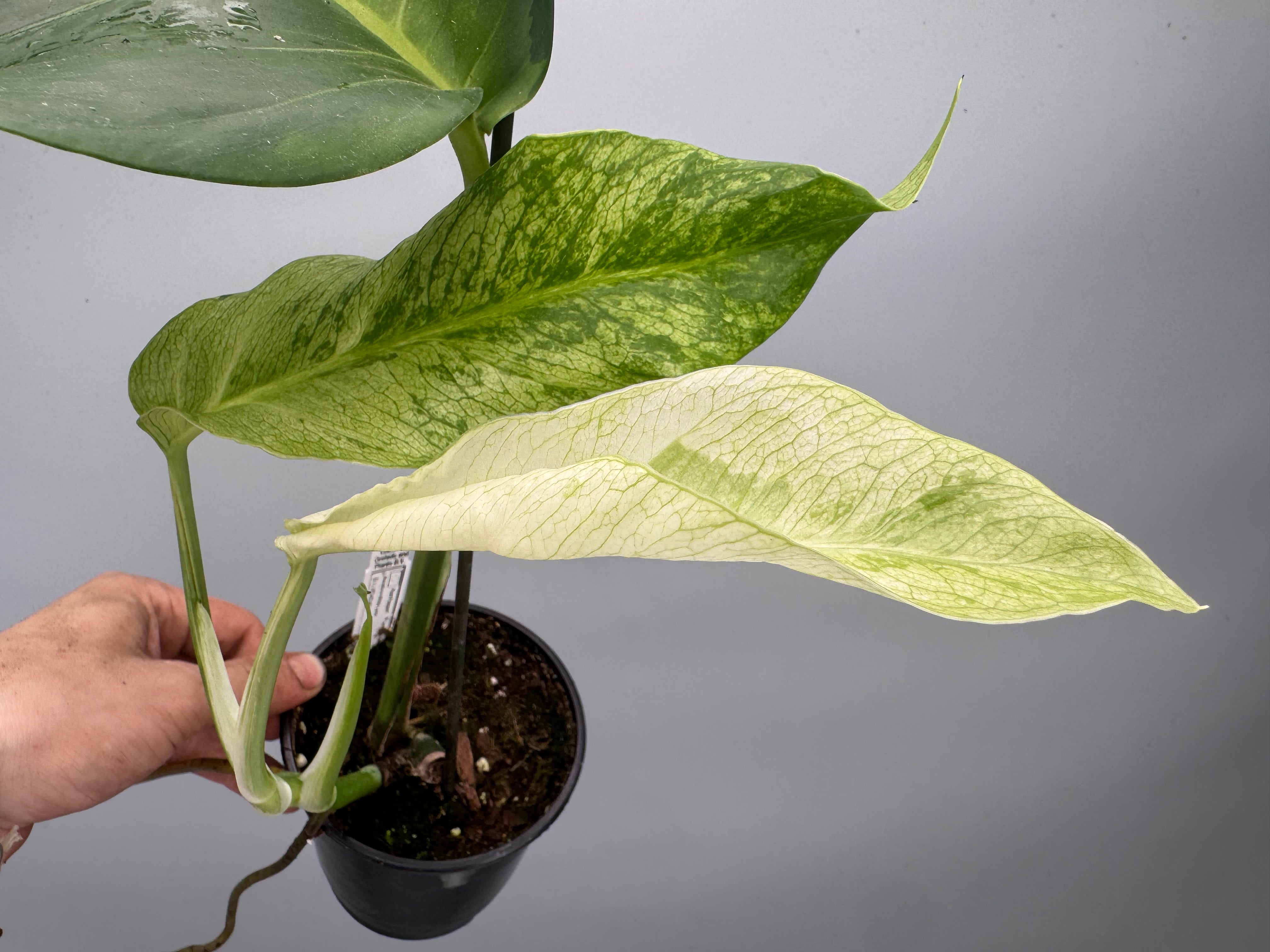 Monstera White Lava 'Lalamove' nr 1
