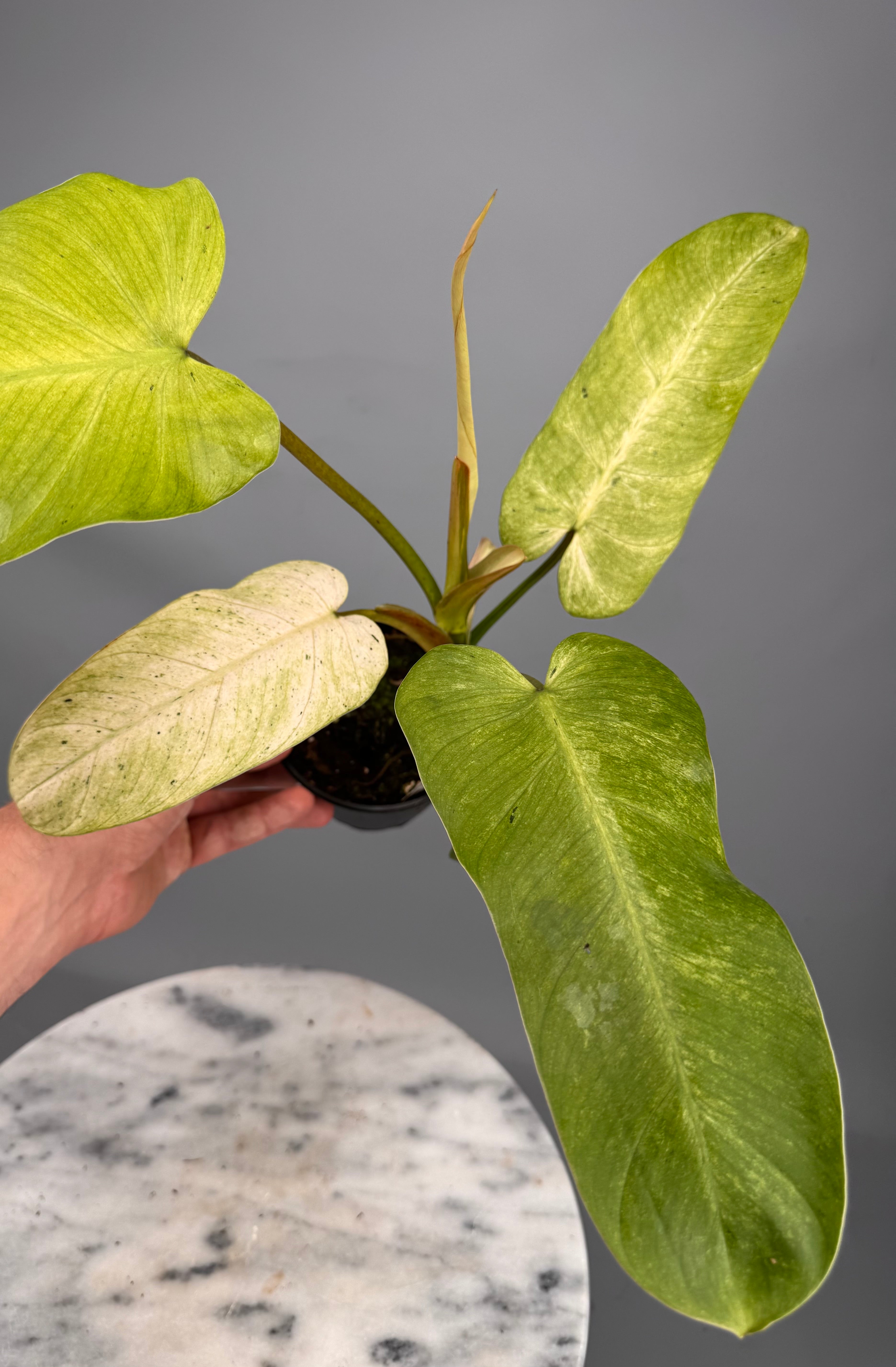 Philodendron Whipple Way