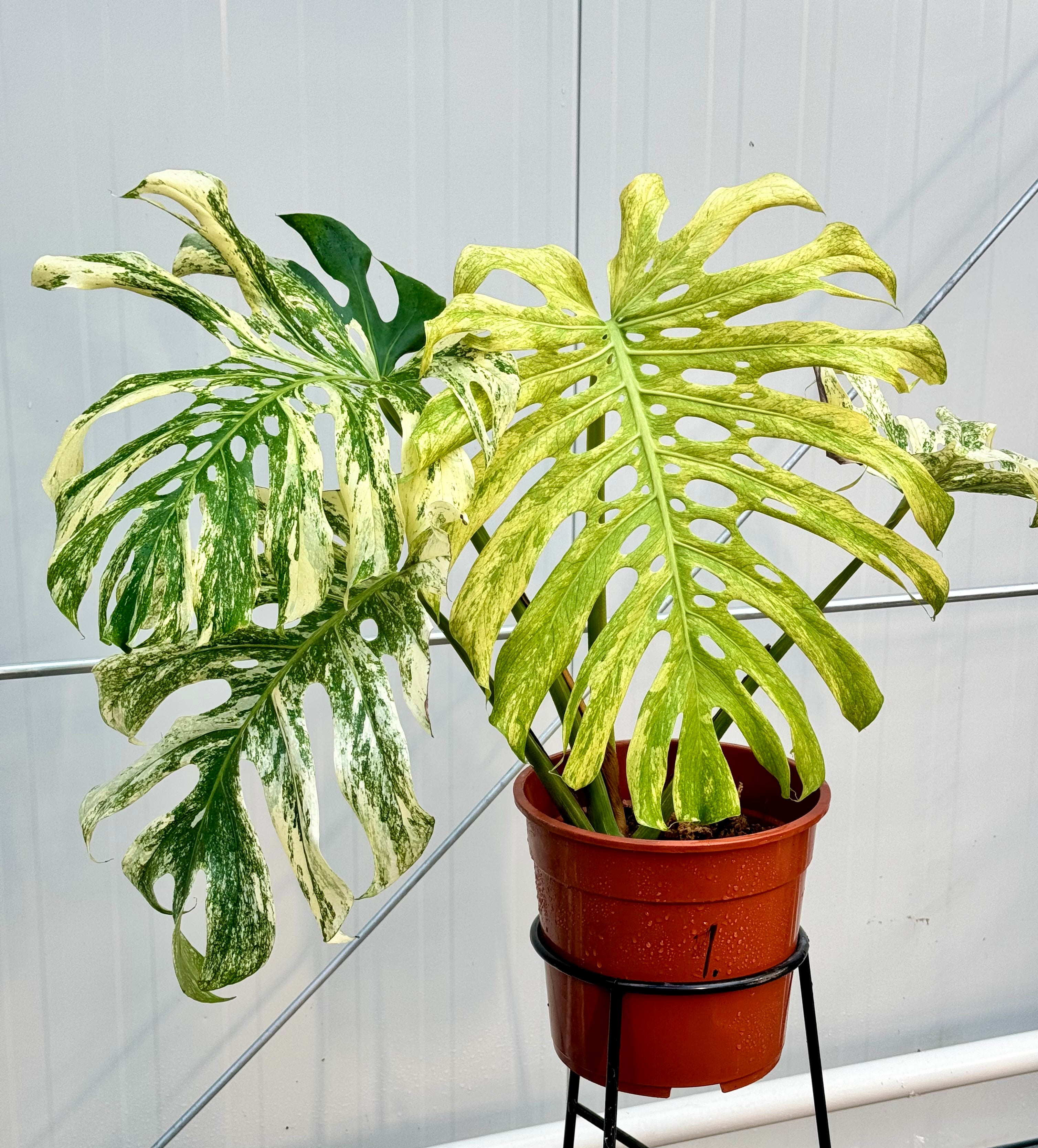 Monstera Full Mint deliciosa borsigiana Variegata