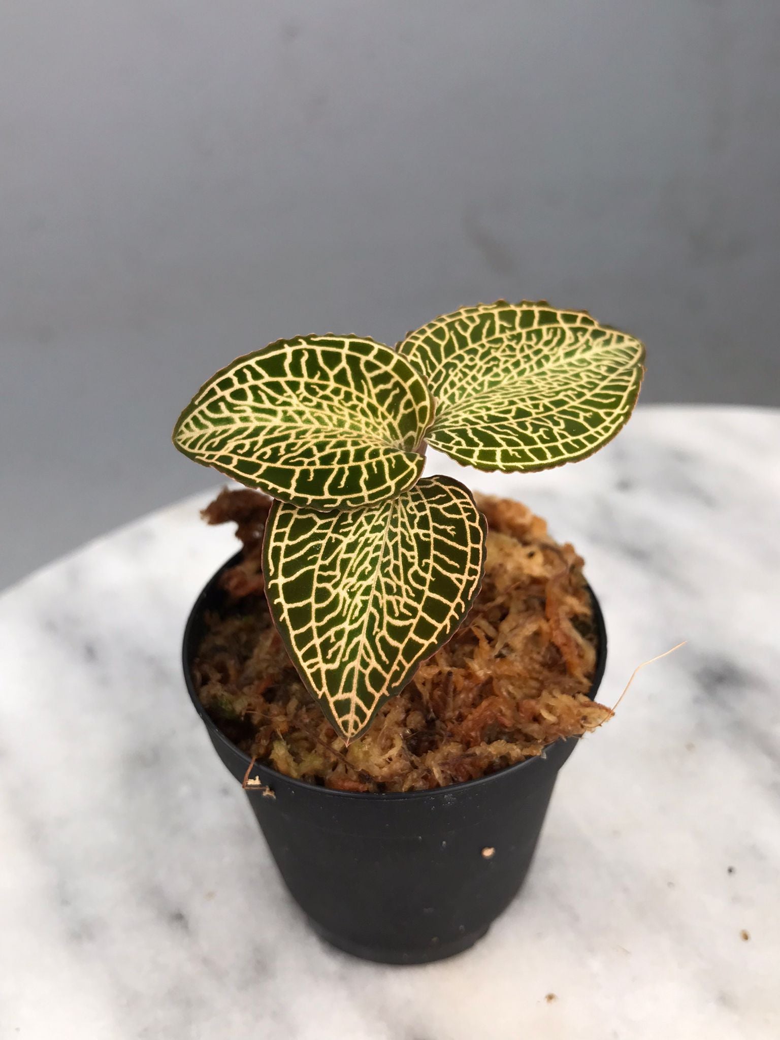 Anoectochilus roxburghii 'red dragon'