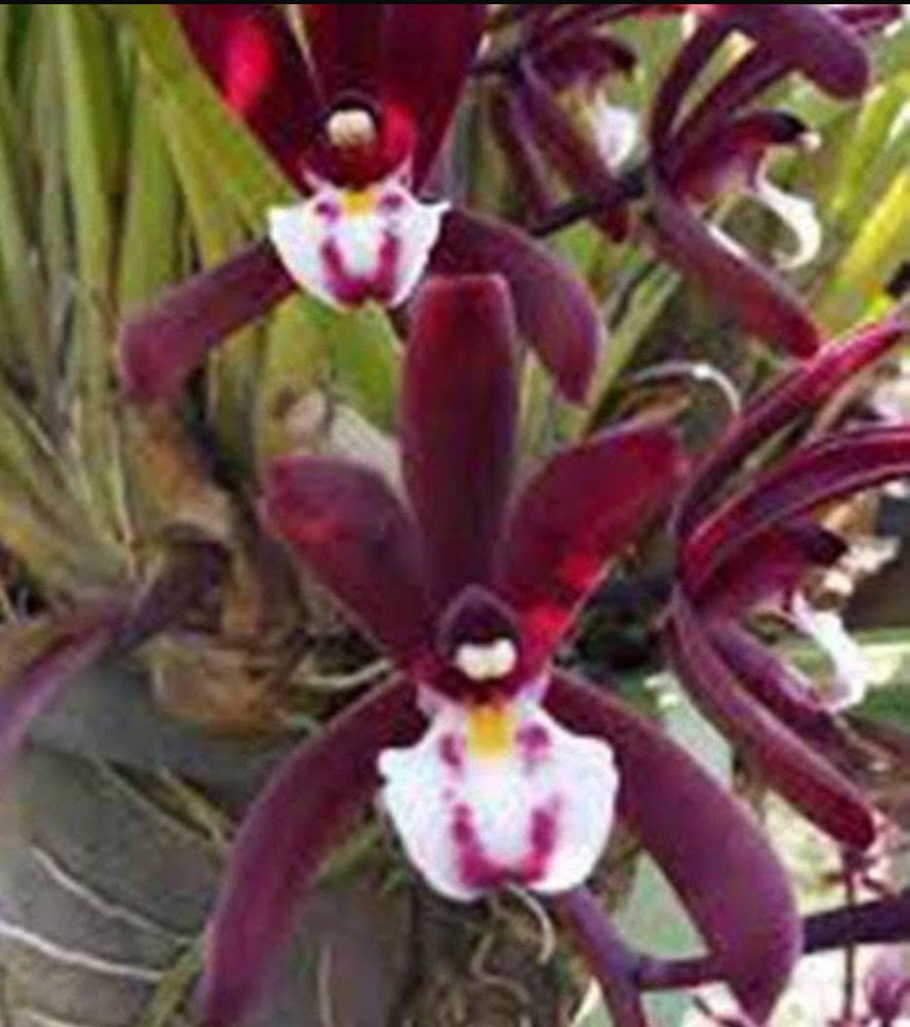 Cymbidium atropurpureum
