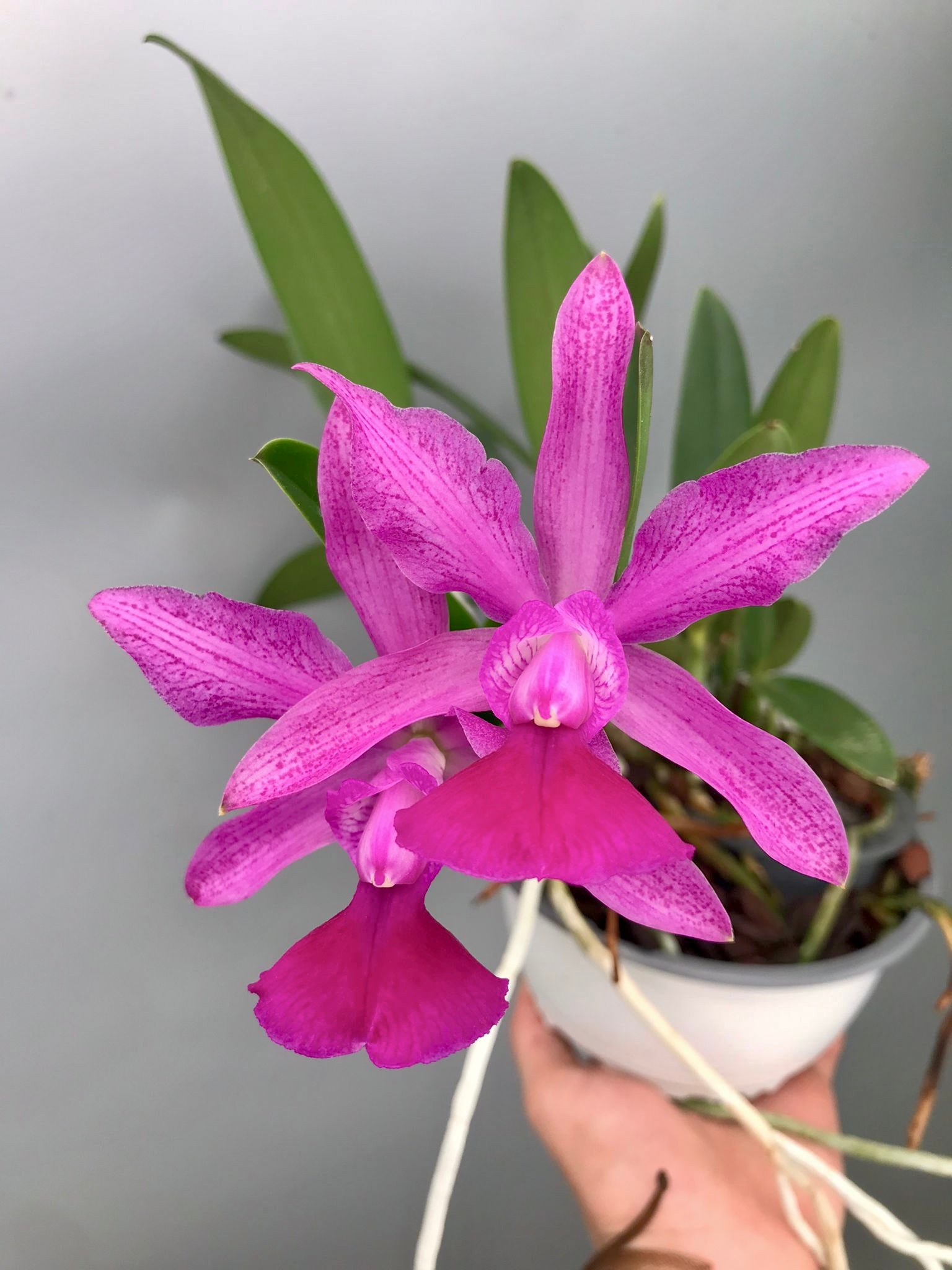 Cattleya Brabantiae "Banderantes" SM/JOGA x   C.walkeriana flamea "3 Lagoas"(Big Plant)
