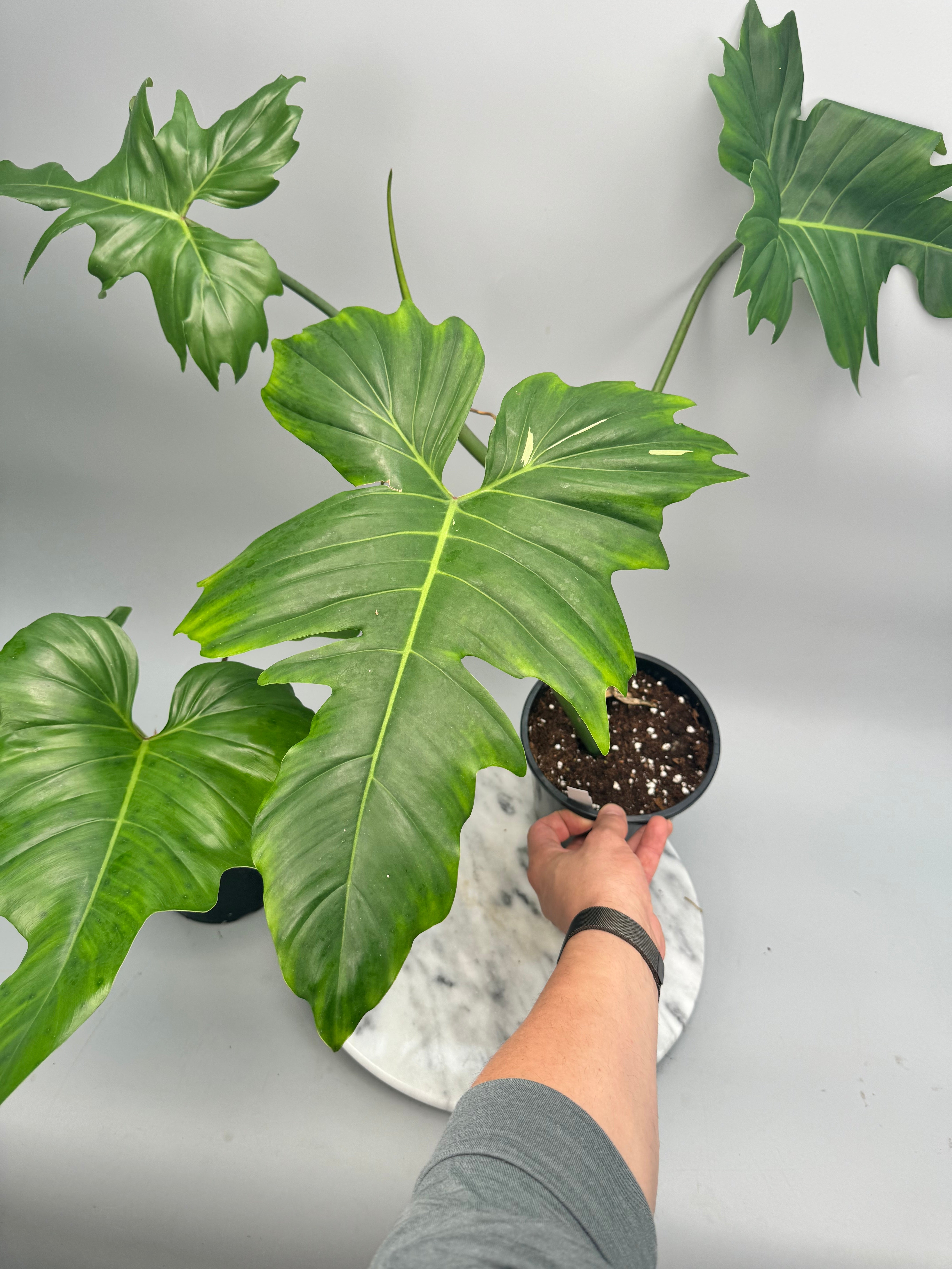 Philodendron "Golden Dragon" Variegata/VERDE