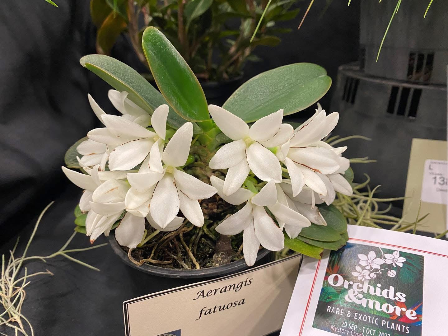 Aerangis fastuosa "Big"