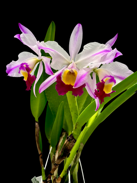 Cattleya様 Cattleya warscewiczii semi-alba