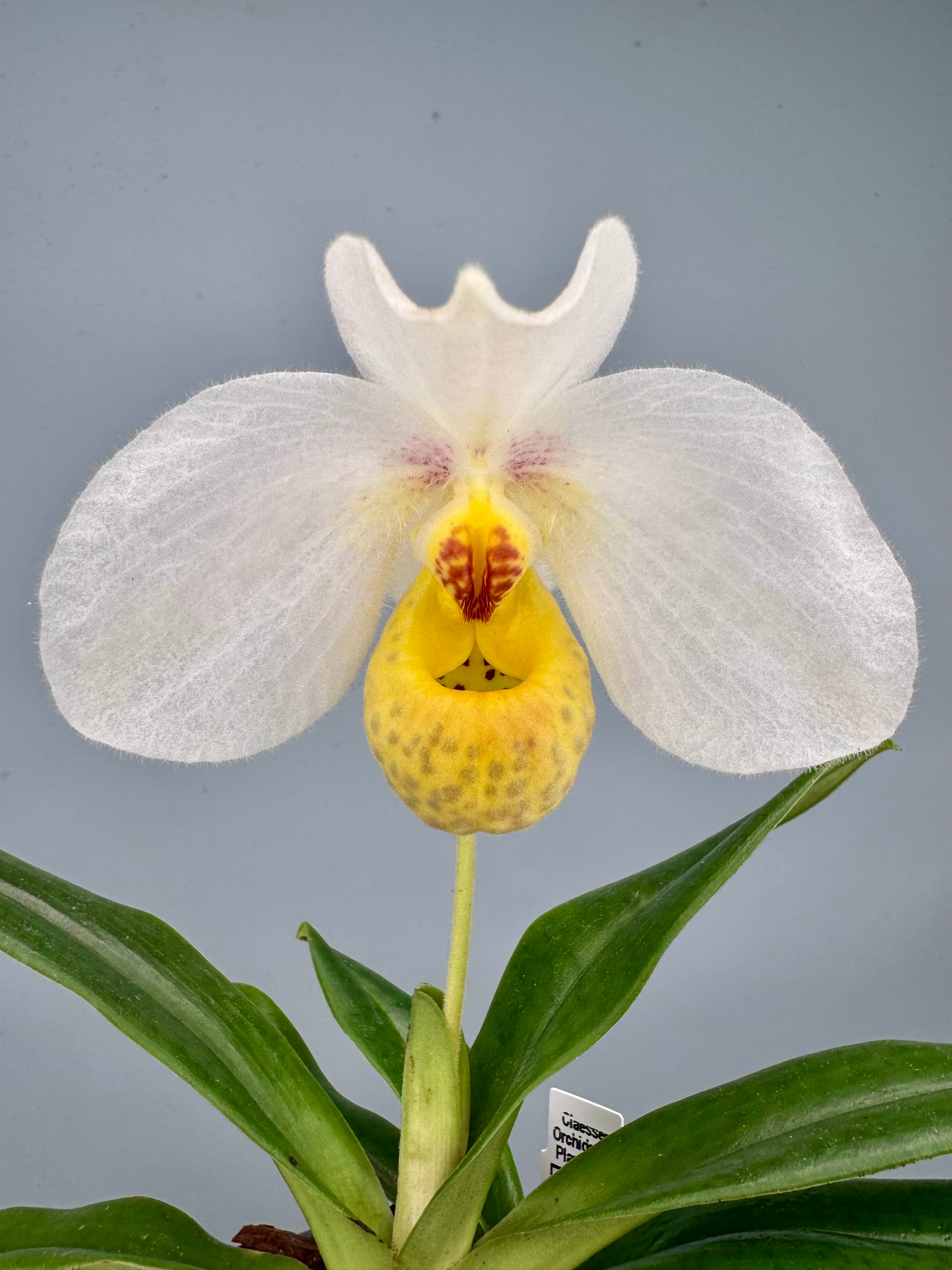 Paphiopedilum emersonii ("Select one from 2nd generation")
