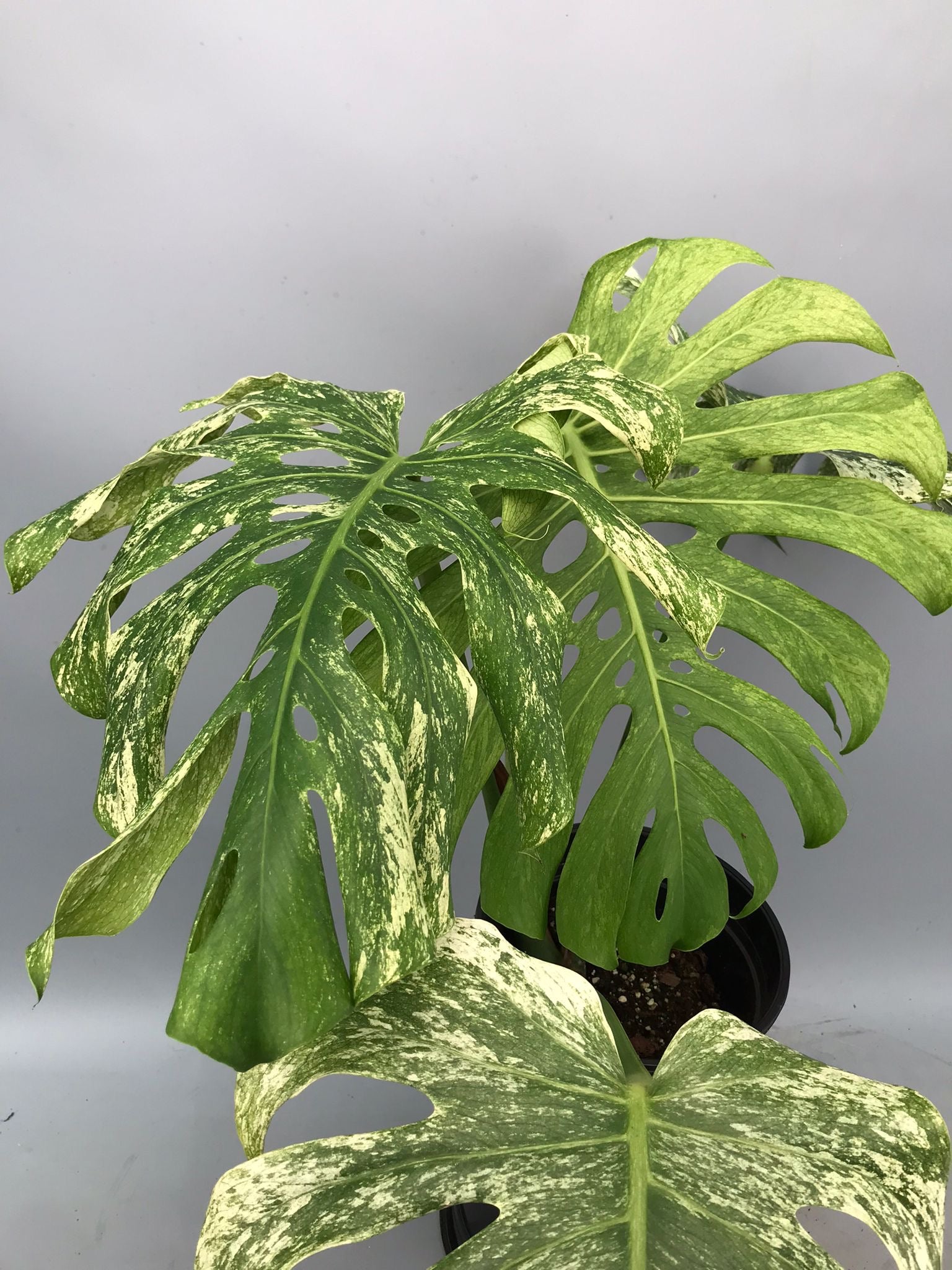 Monstera Full Mint deliciosa borsigiana Variegata