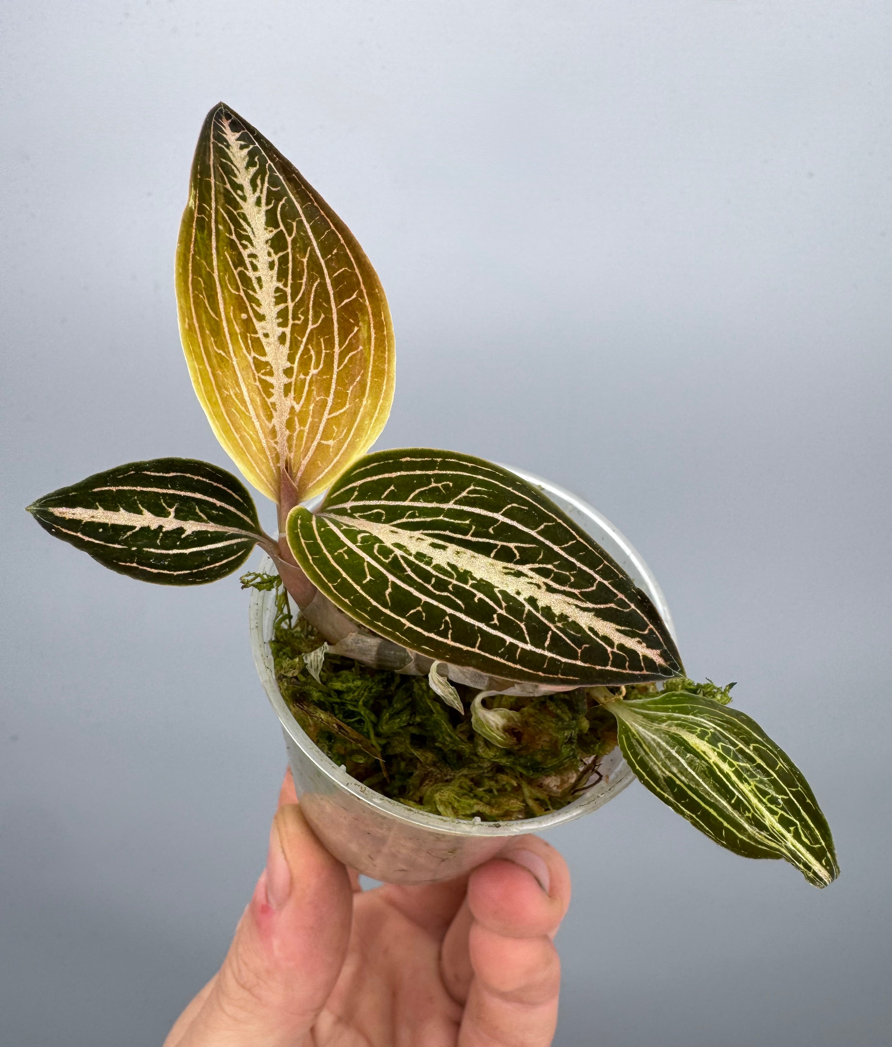 Anoectochilus reinwardtii x Ludisia discolor