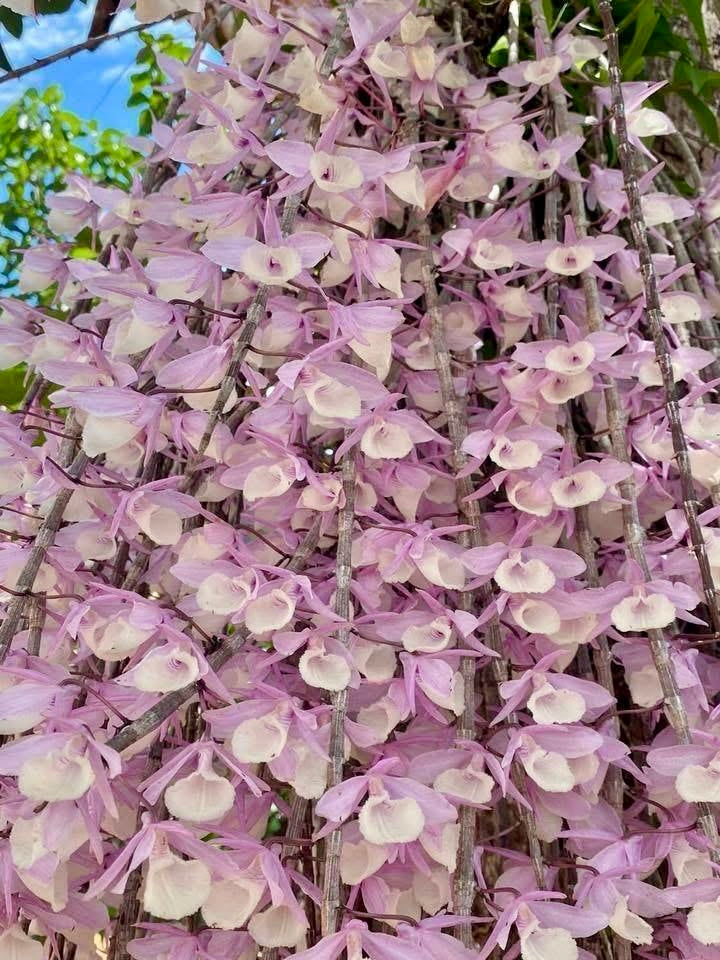 Dendrobium aphyllum variegata