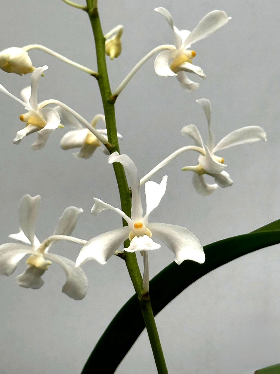 Vanda coerulescens alba