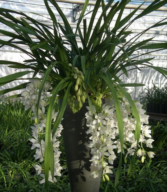 Cymbidium Sarah Jean "Ice Cascade"