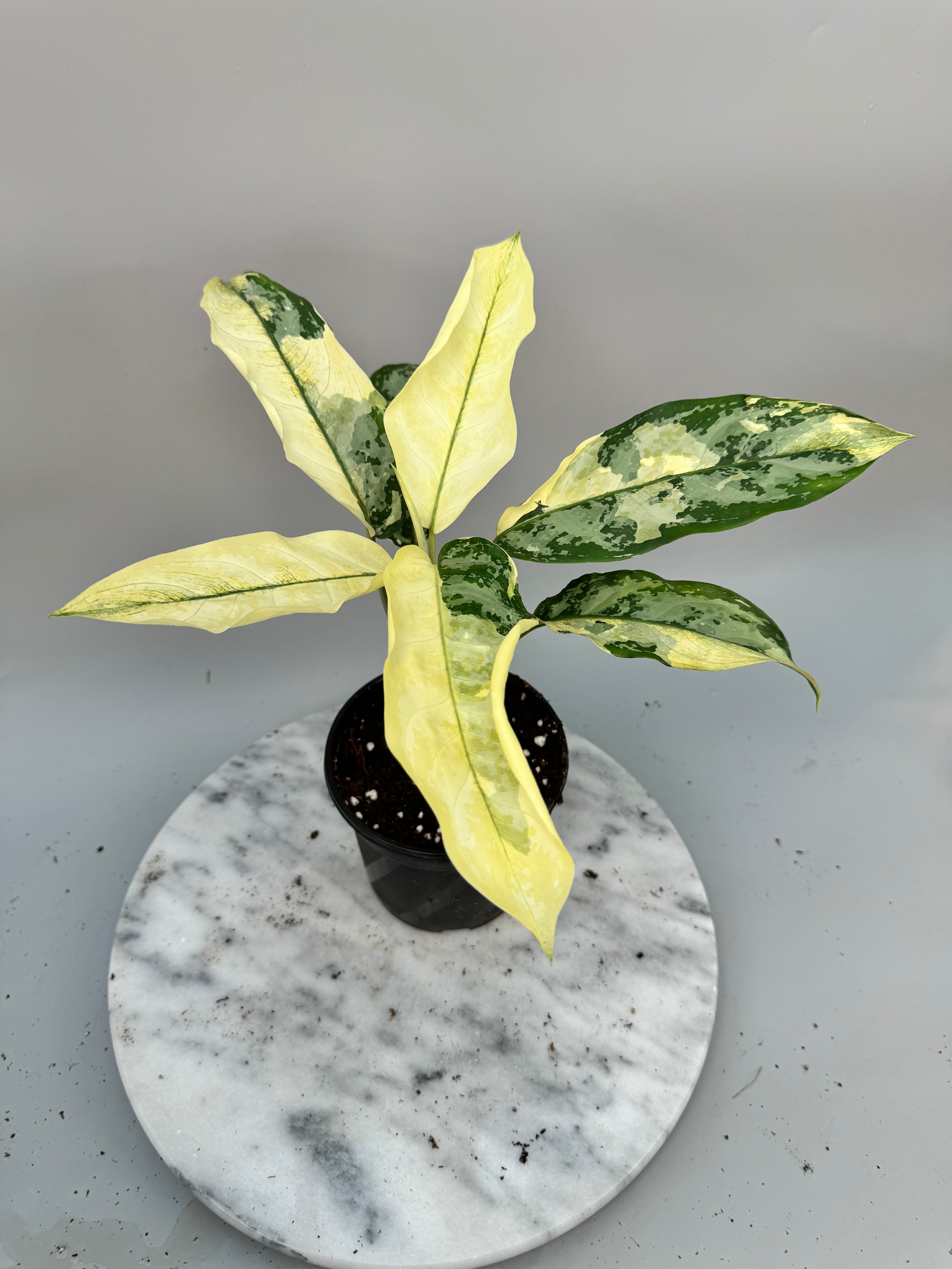 Aglaonema Sp. Suvarnabhumi Variegated