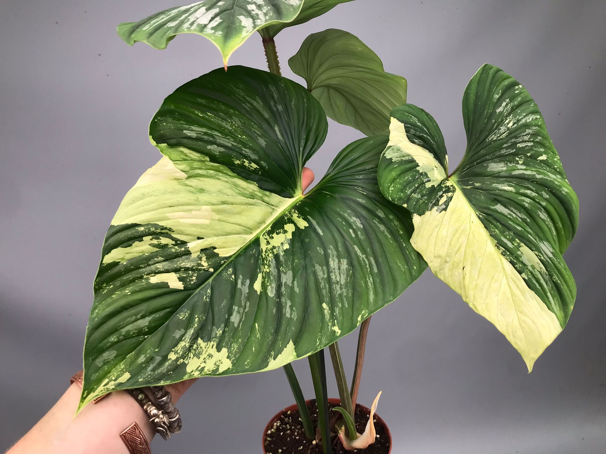 Philodendron mamei variegata mint (nr 2)