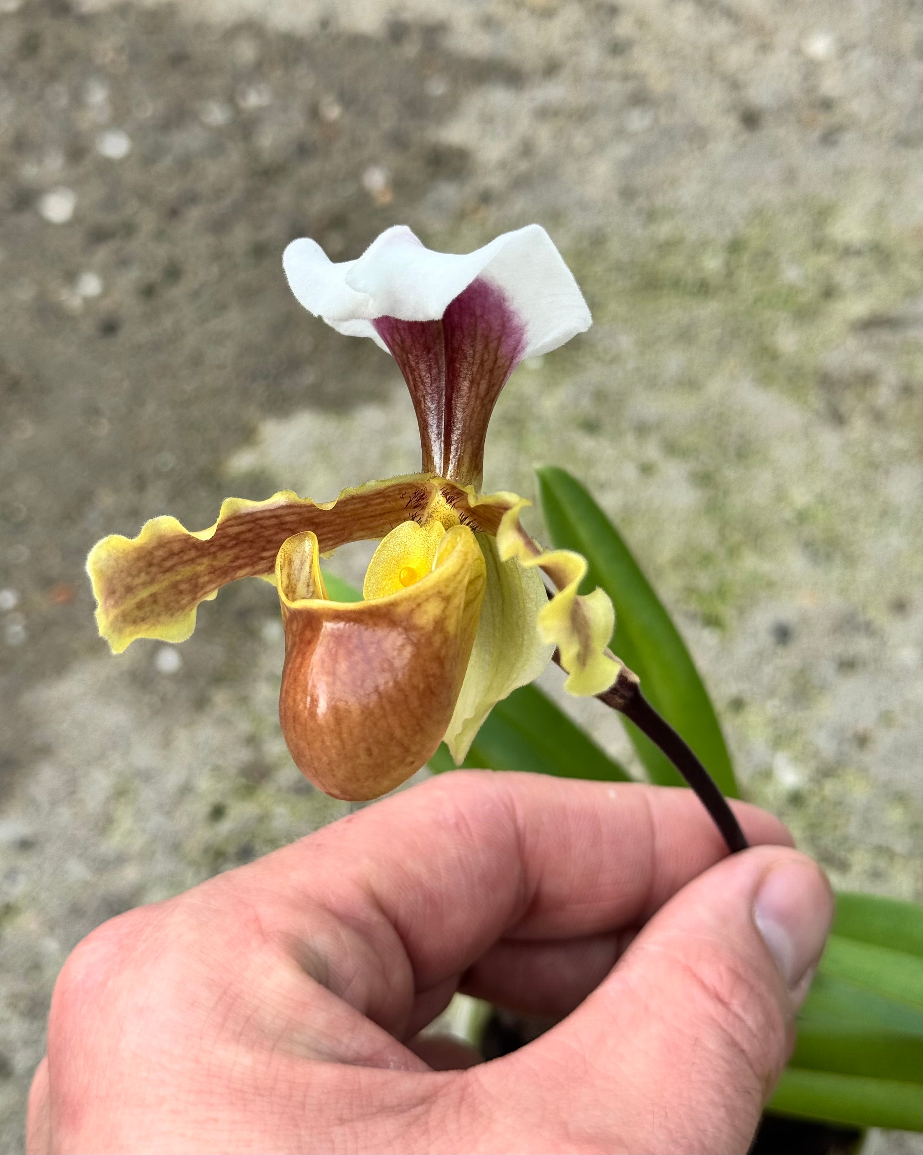 Paphiopedilum coccineum