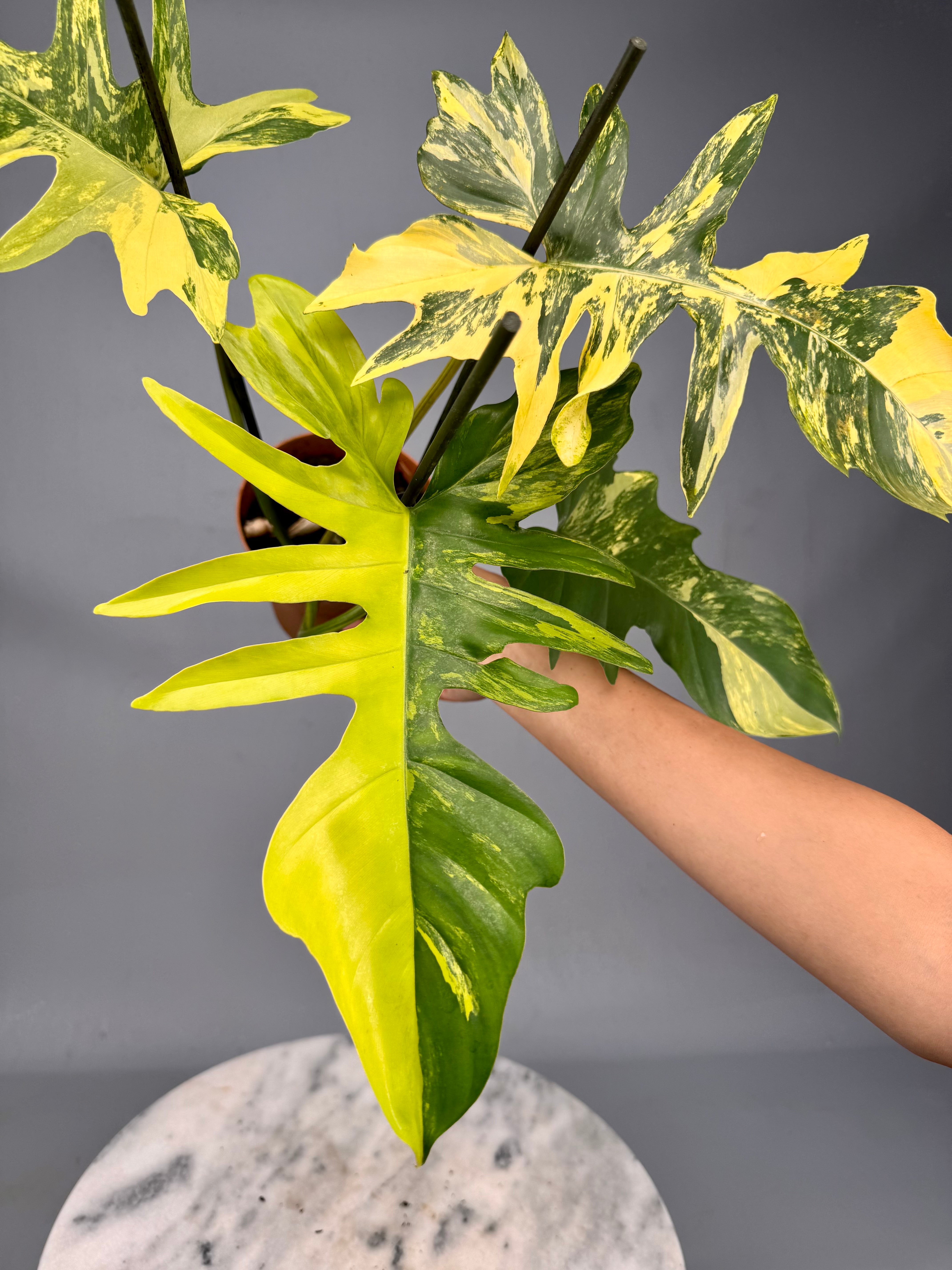 Philodendron Florida Beauty Variegata X Bob Cee Variegata