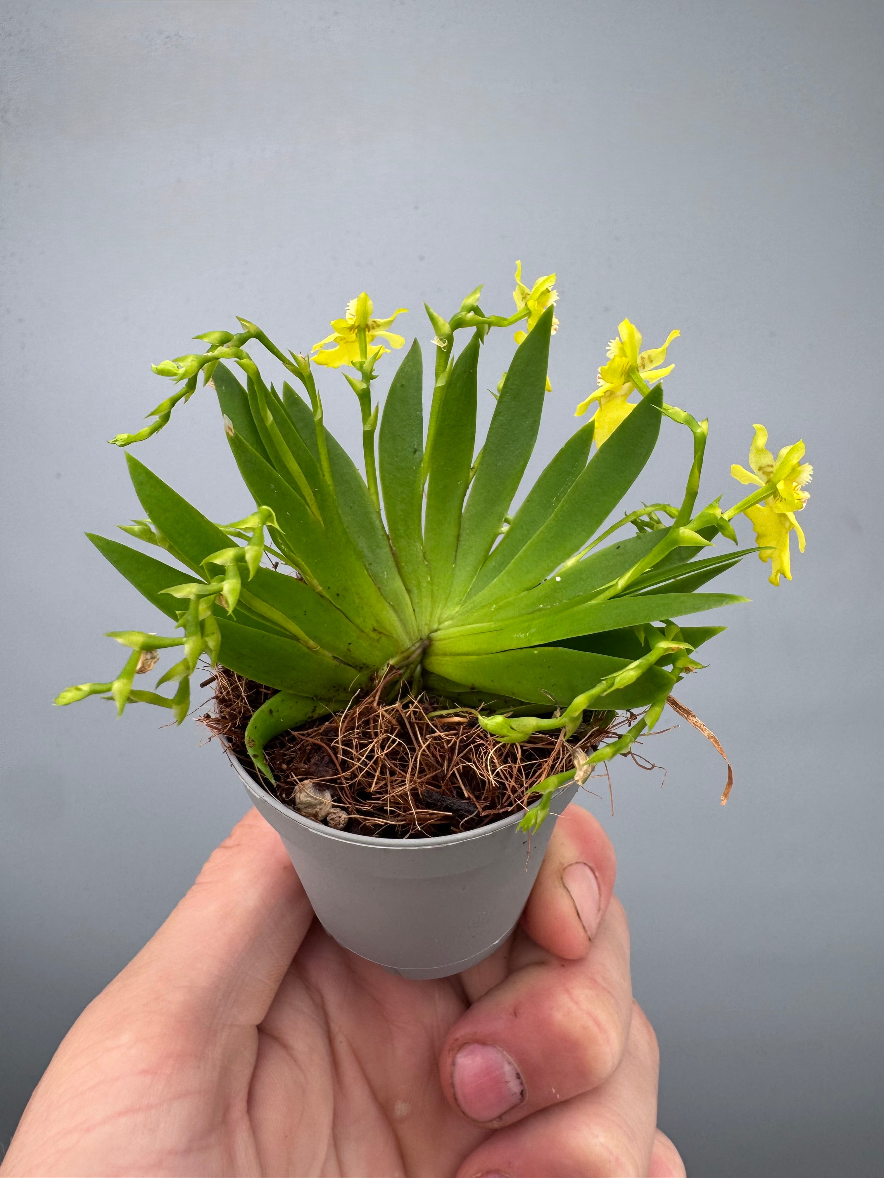 Psygmorchis pusilla (Big Plant)
