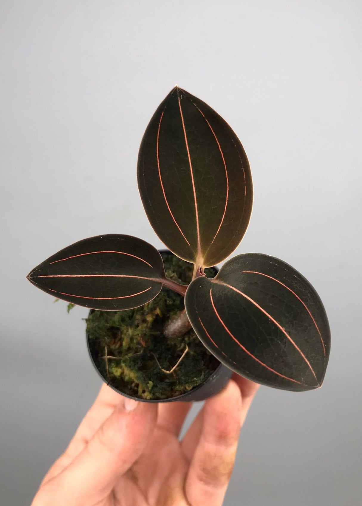 Ludisia discolor var. dawsoniana "Red Strip"