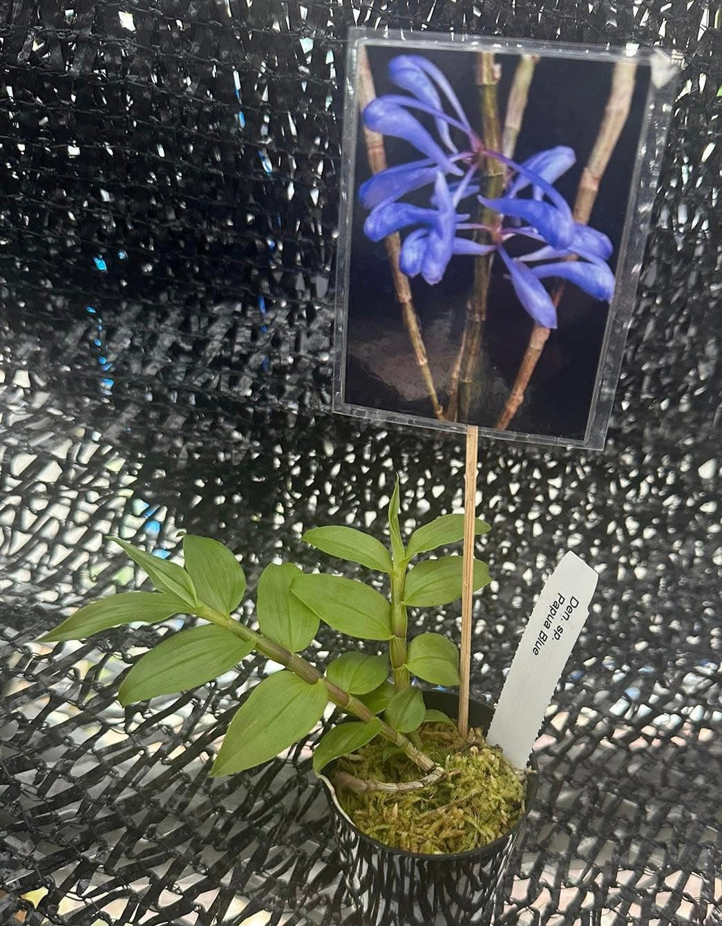 Dendrobium (aphanochilum × sp. blue)