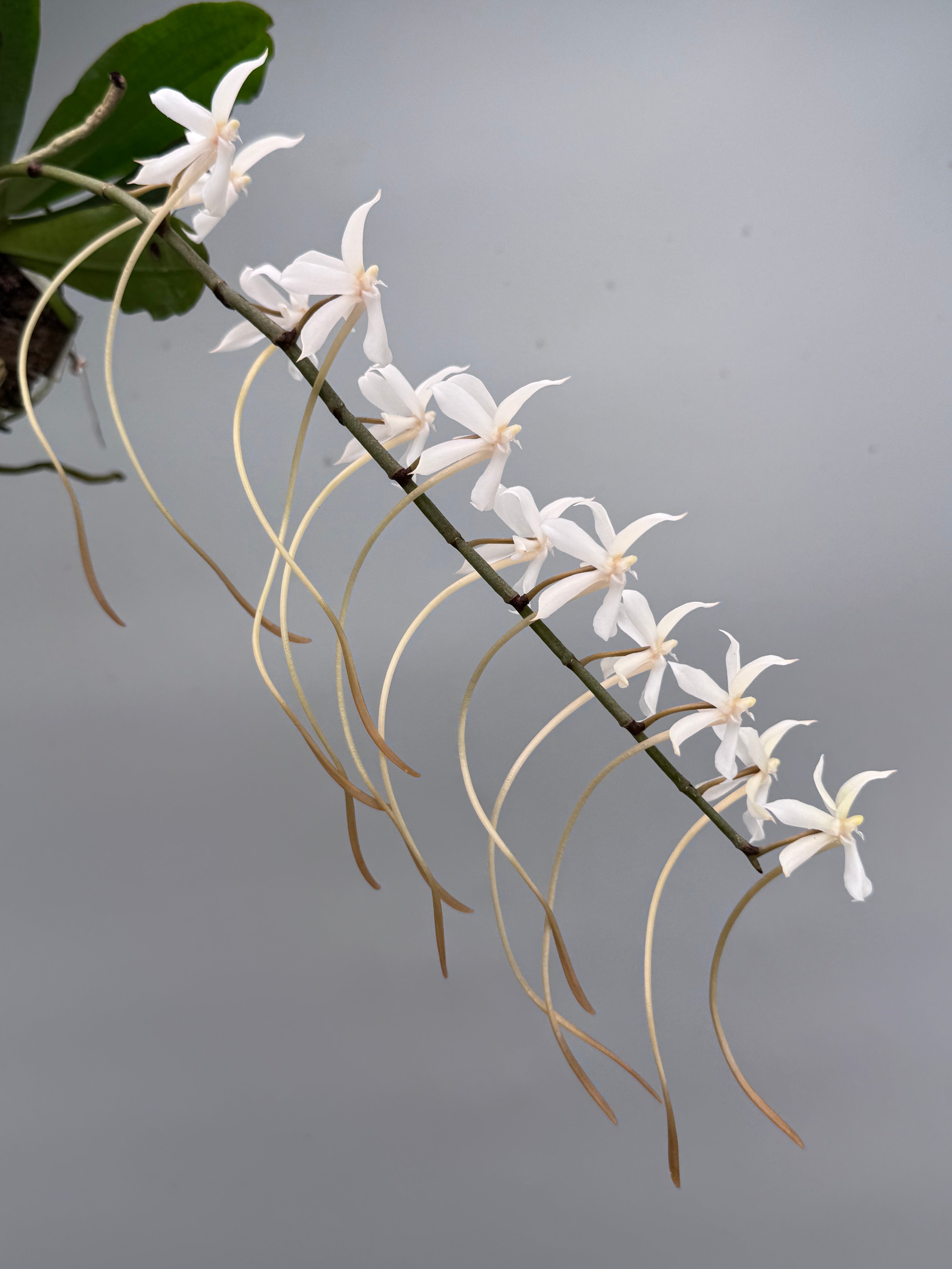 Aerangis kotschyana x decaryana