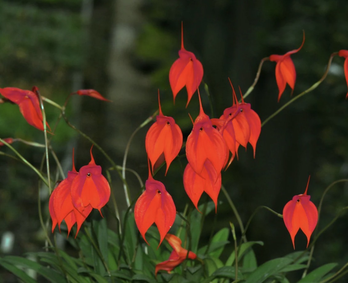 Masdevallia veitchiana