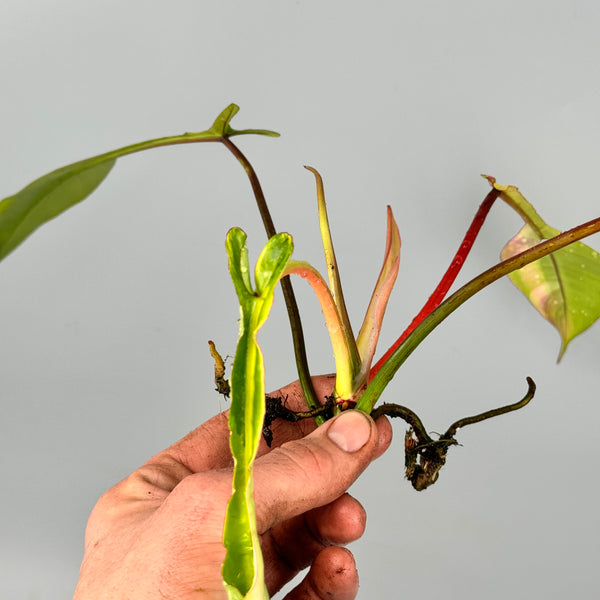 philodendron joepii why so expensive Philodendron joepii Variegated (Fresh Head Cutting)