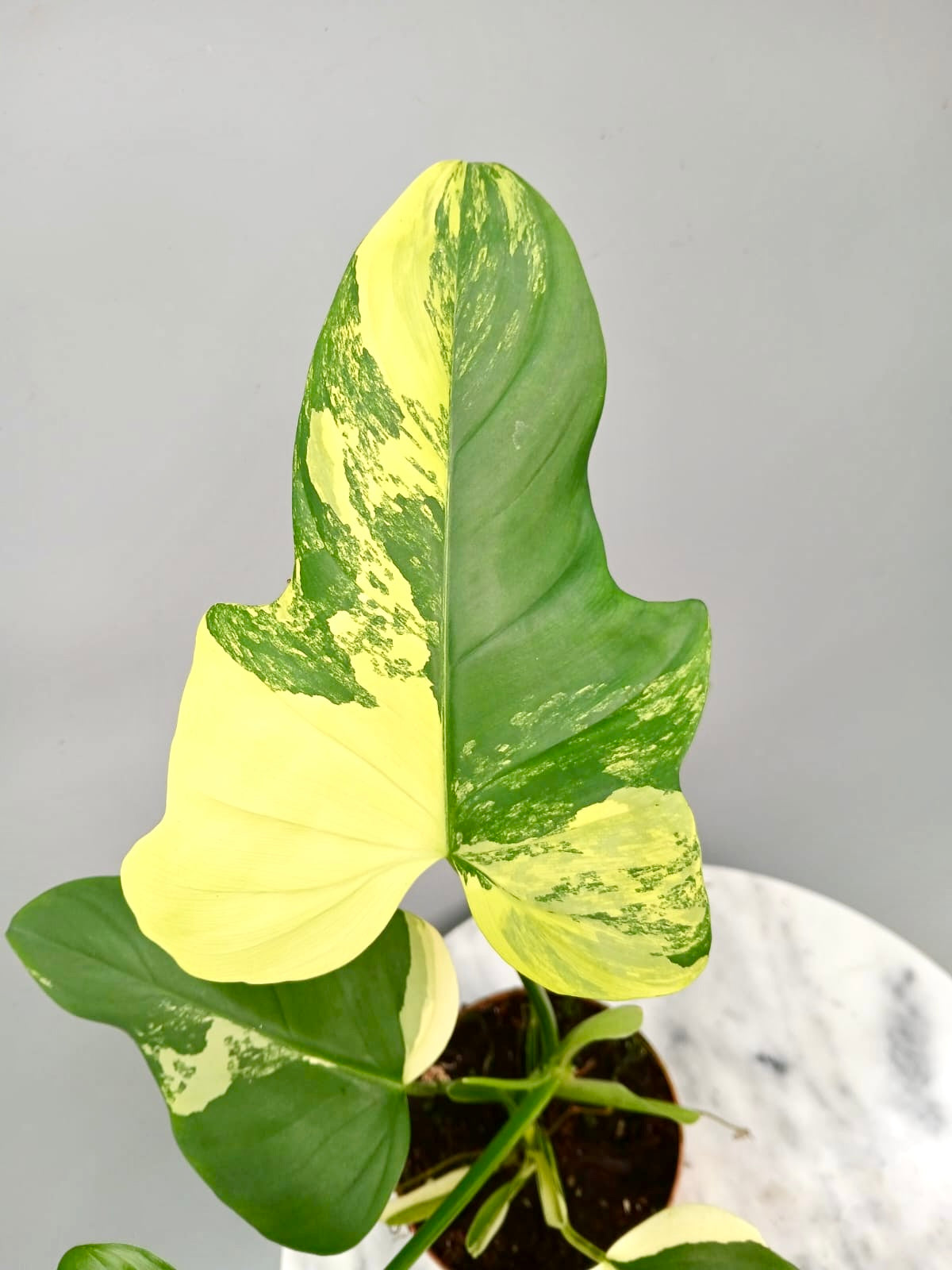 Philodendron Pedatum Violin Variegated