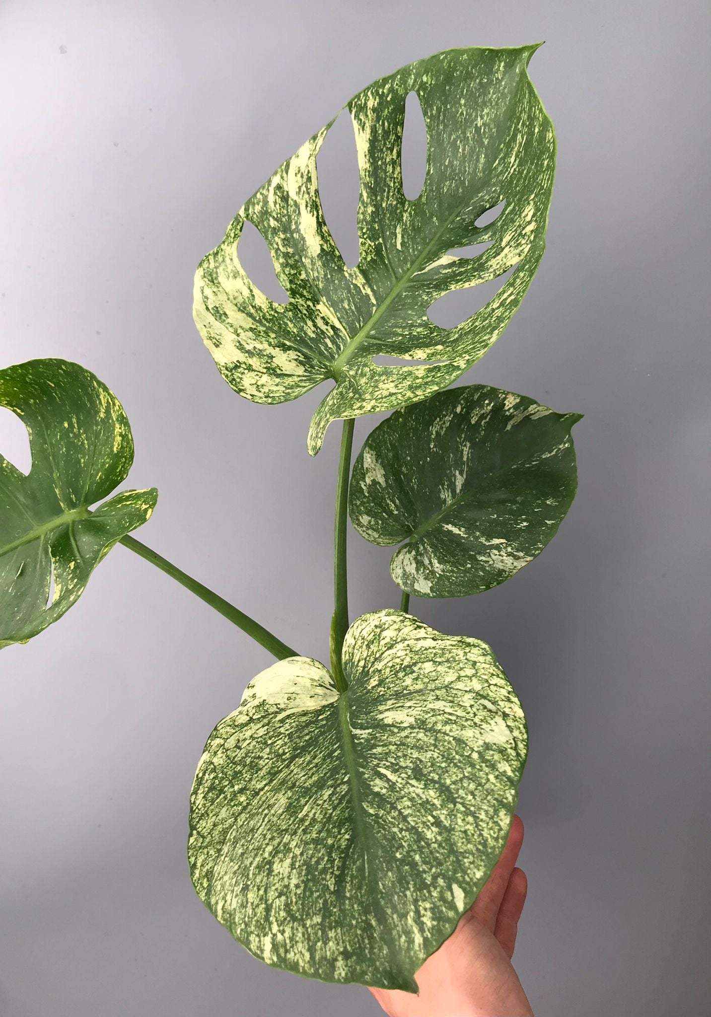 Monstera Siam Mint nr 2
