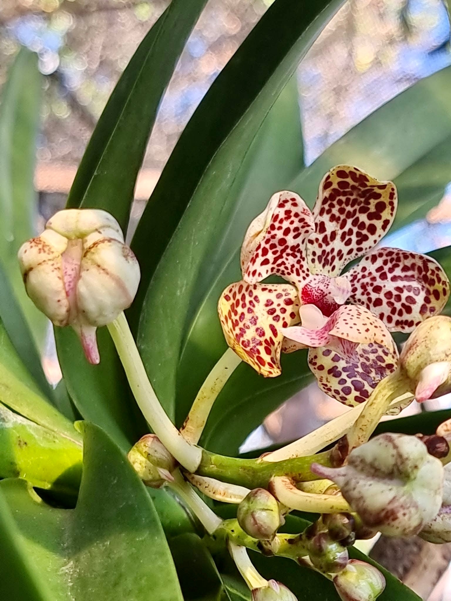 Vanda lombokensis