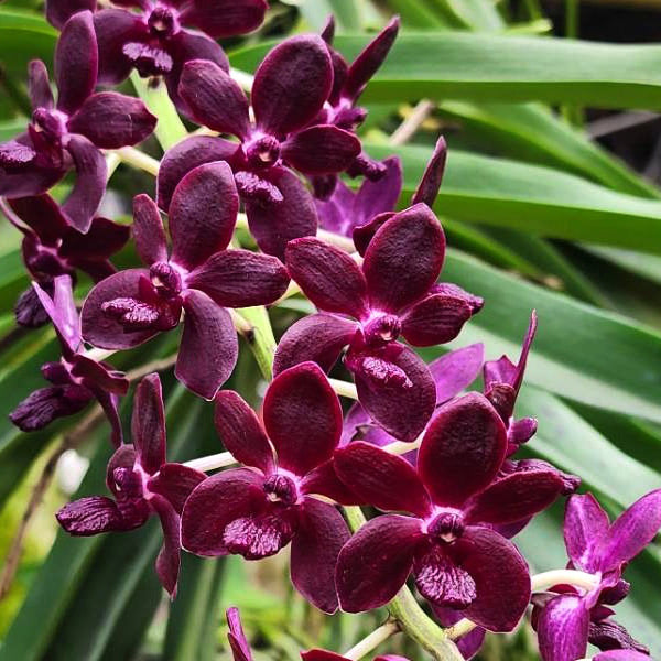 Vandachostylis Colmarie (Big Plant)