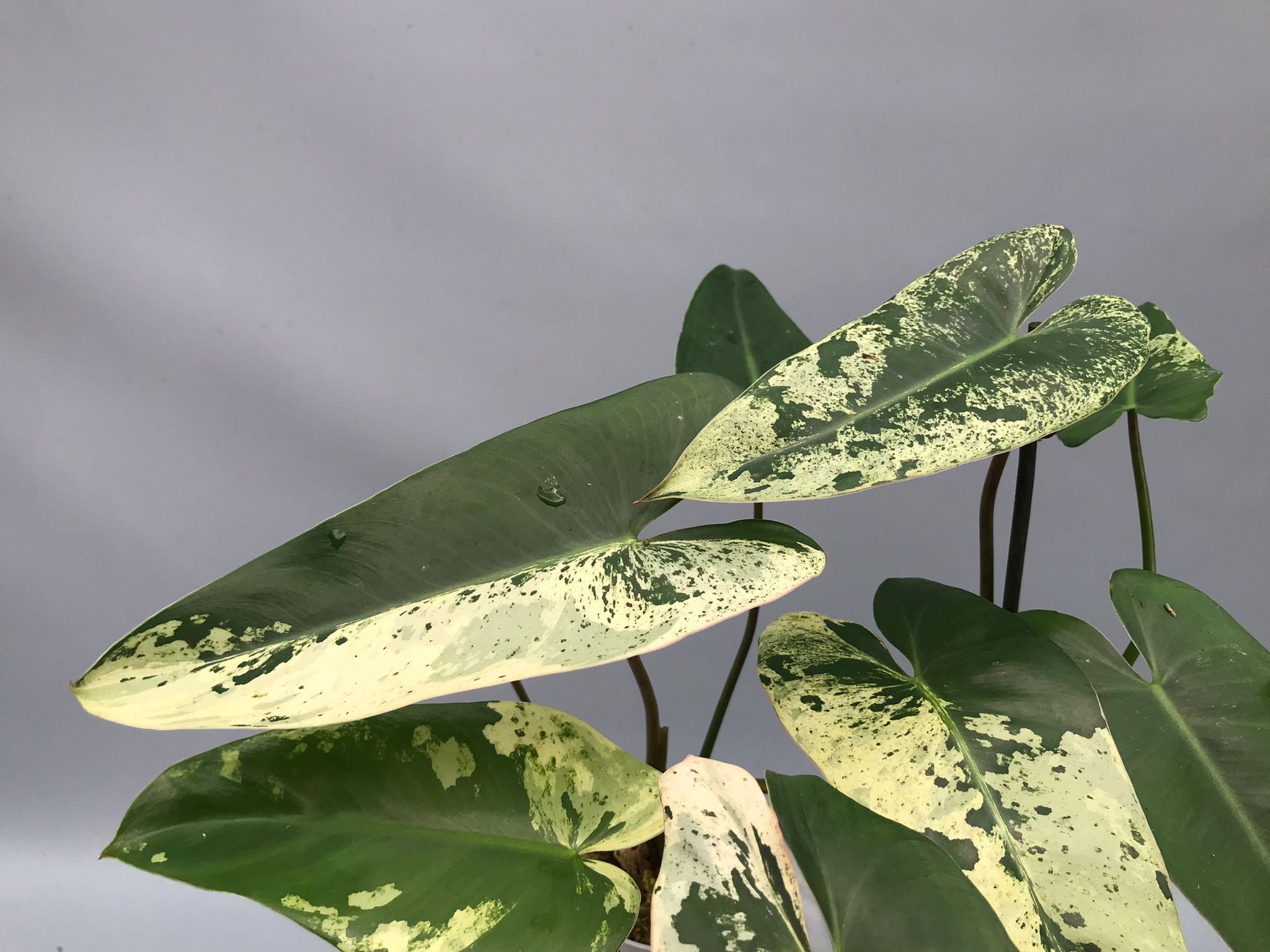 philodendron ilsemanii australia Philodendron ilsemanii