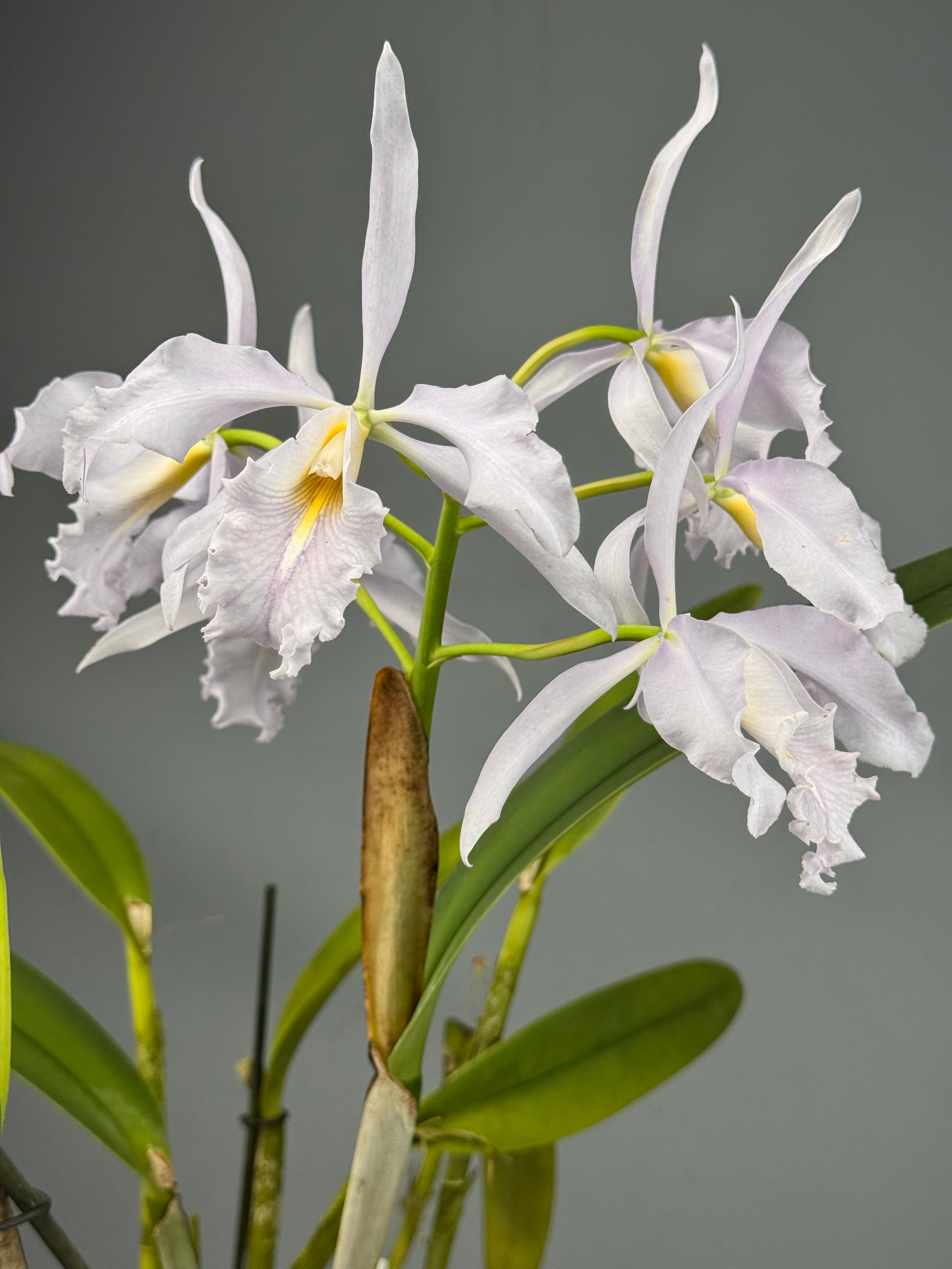 Cattleya maxima var. Coerulea (Big) Selection 1