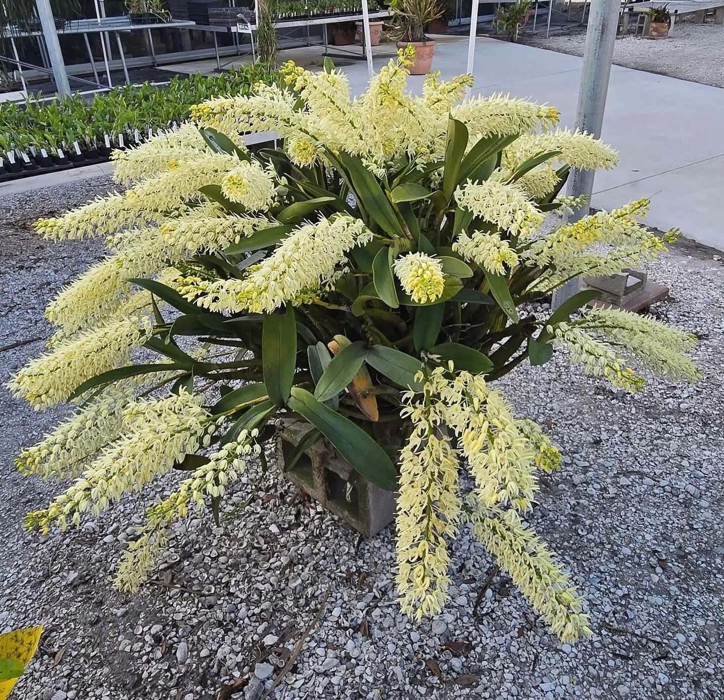 Dendrobium speciosum (Compact type)
