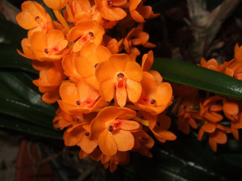 Ascocentrum miniatum 'Big pflanze'