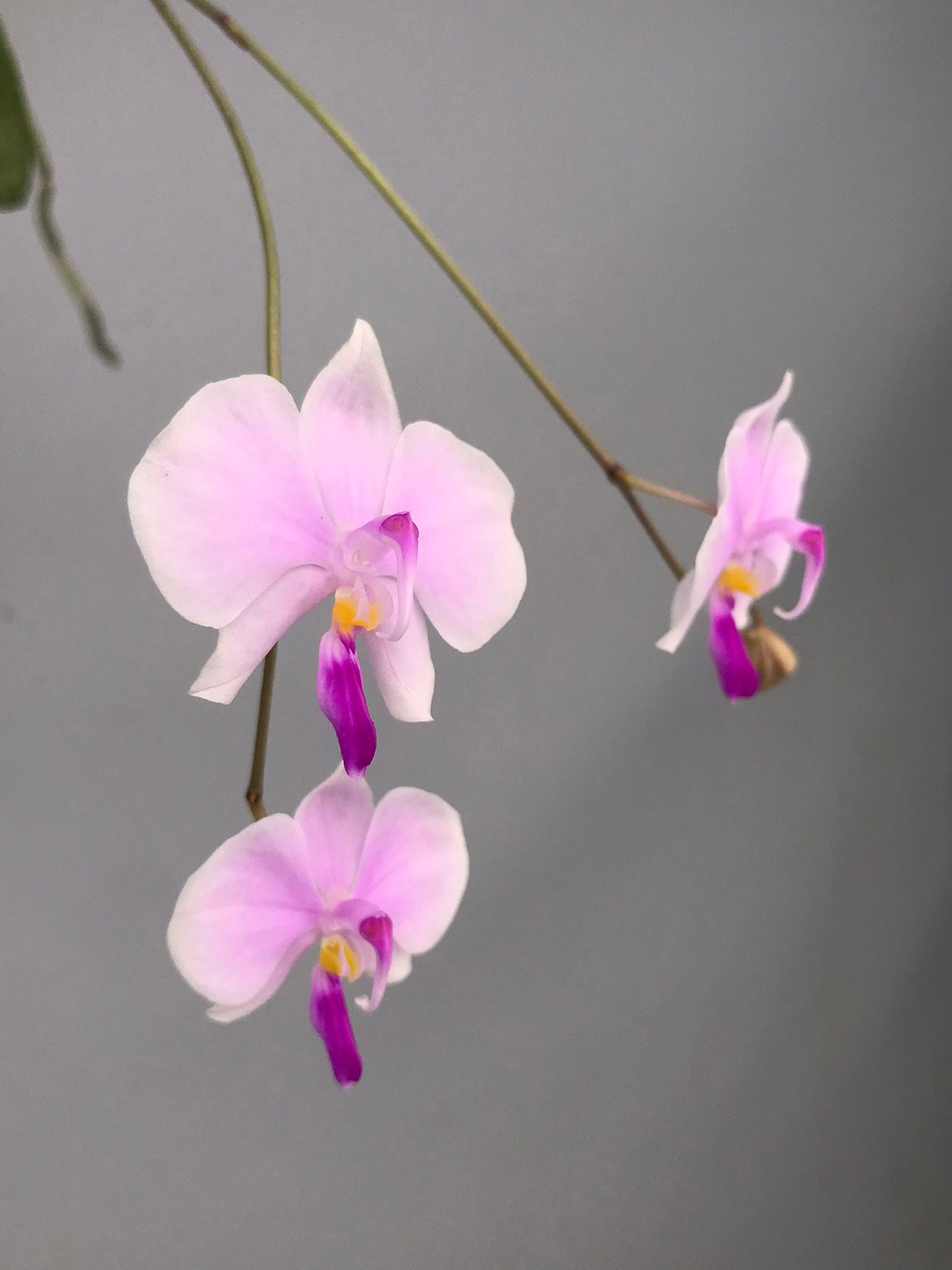 Phalaenopsis lowii