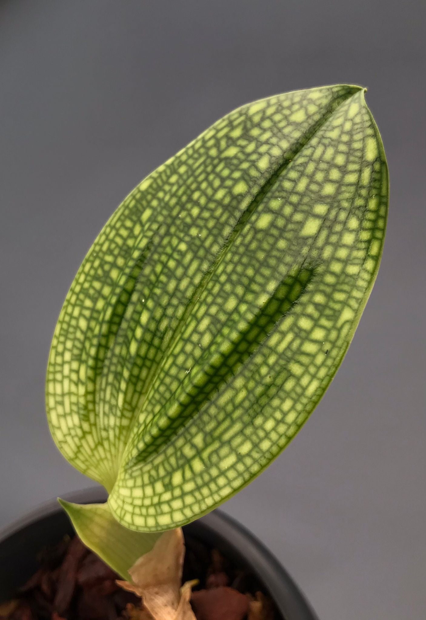 Bulbophyllum reticulatum