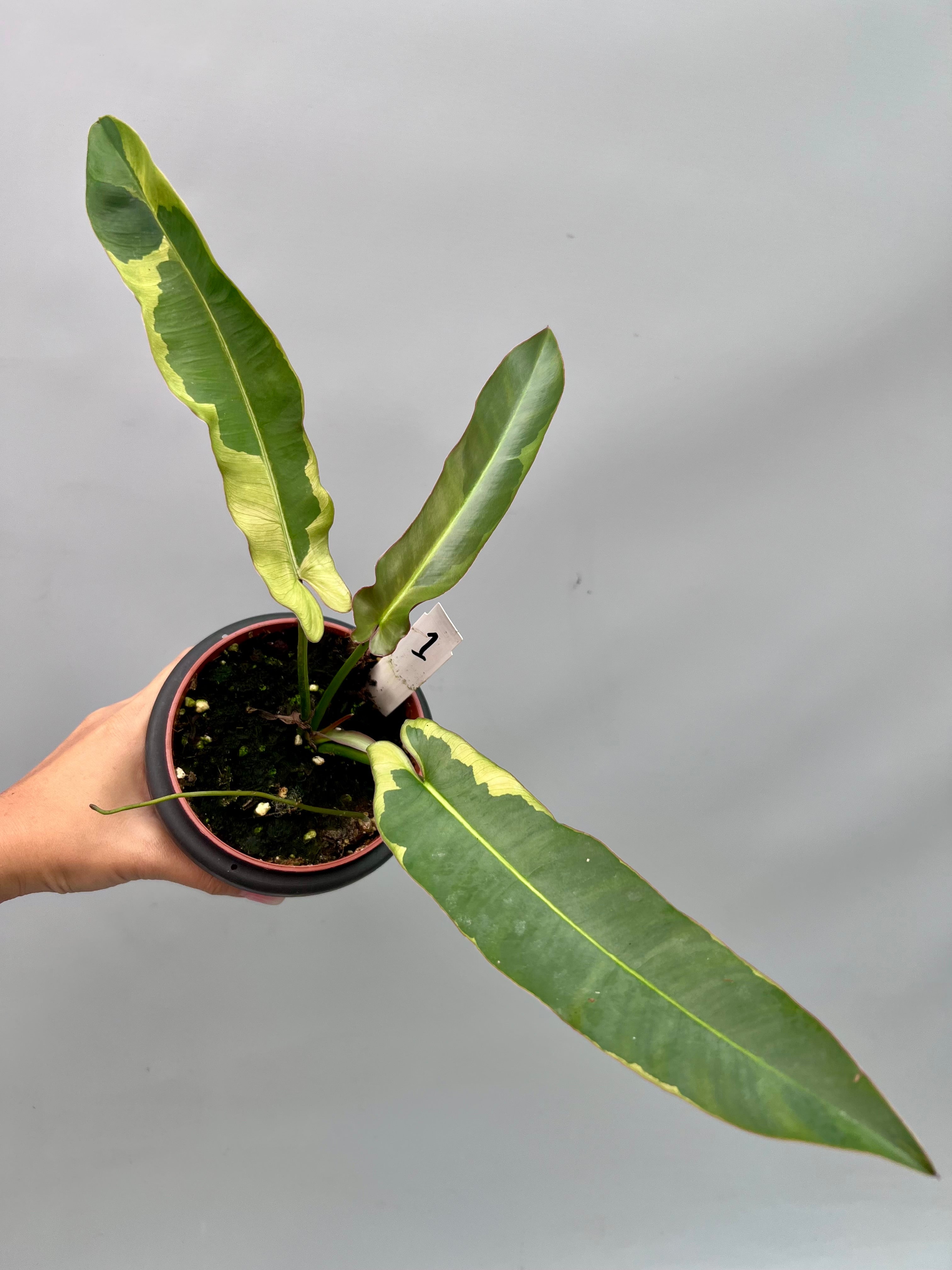 Philodendron atabapoense variegata albo