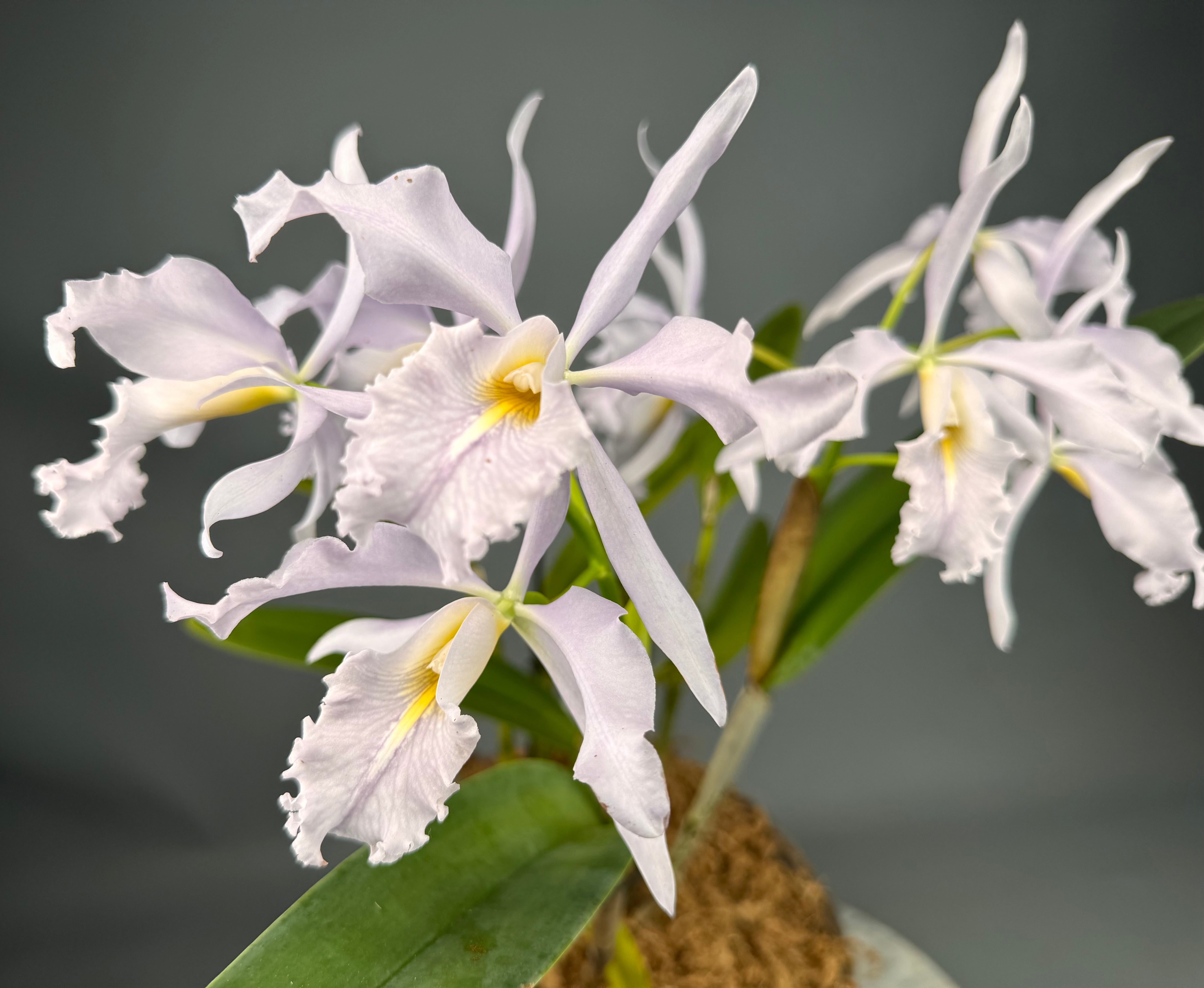 Cattleya maxima var. Coerulea (Big) Selection 1