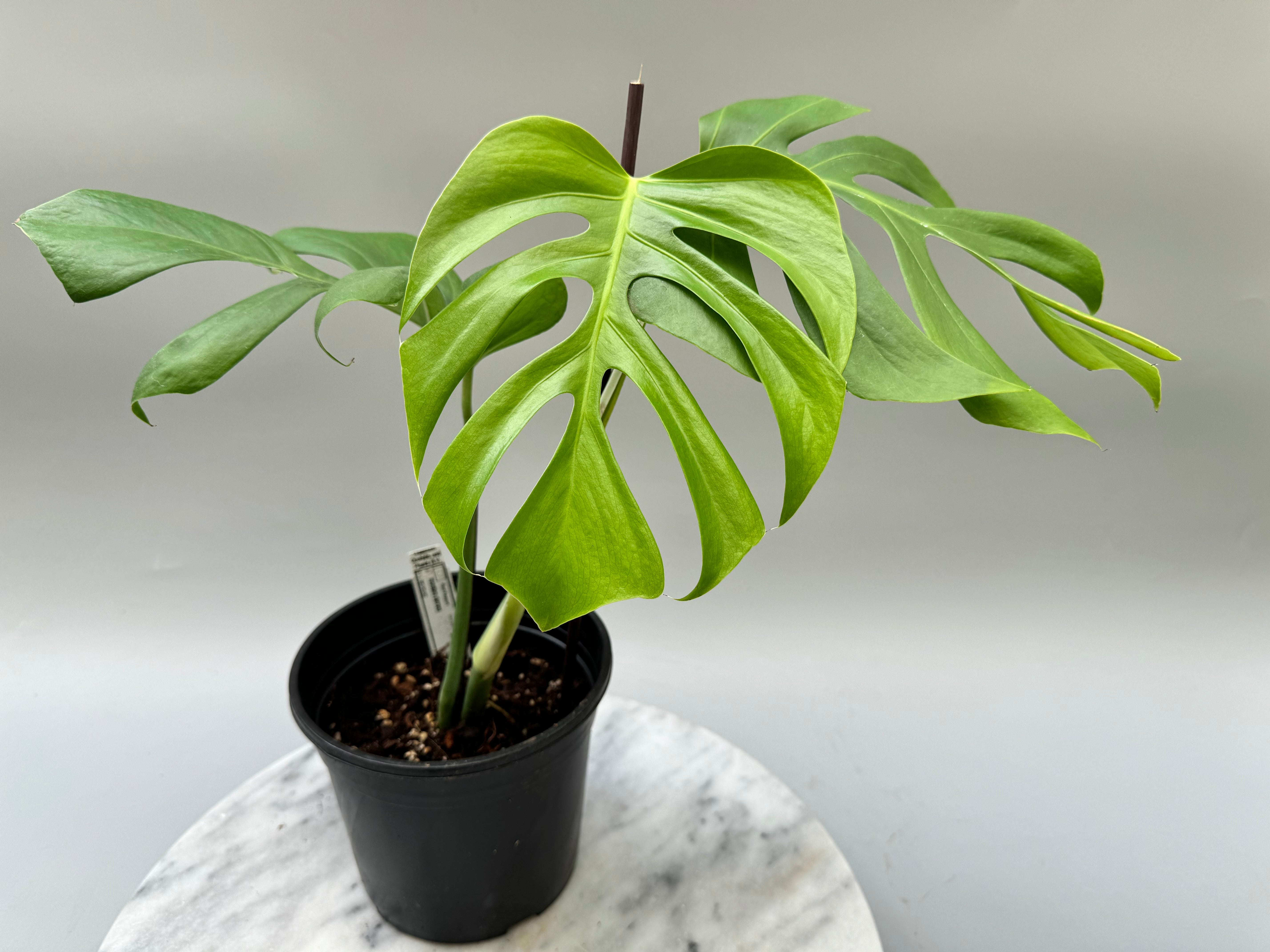 Monstera deliciosa var sierrana