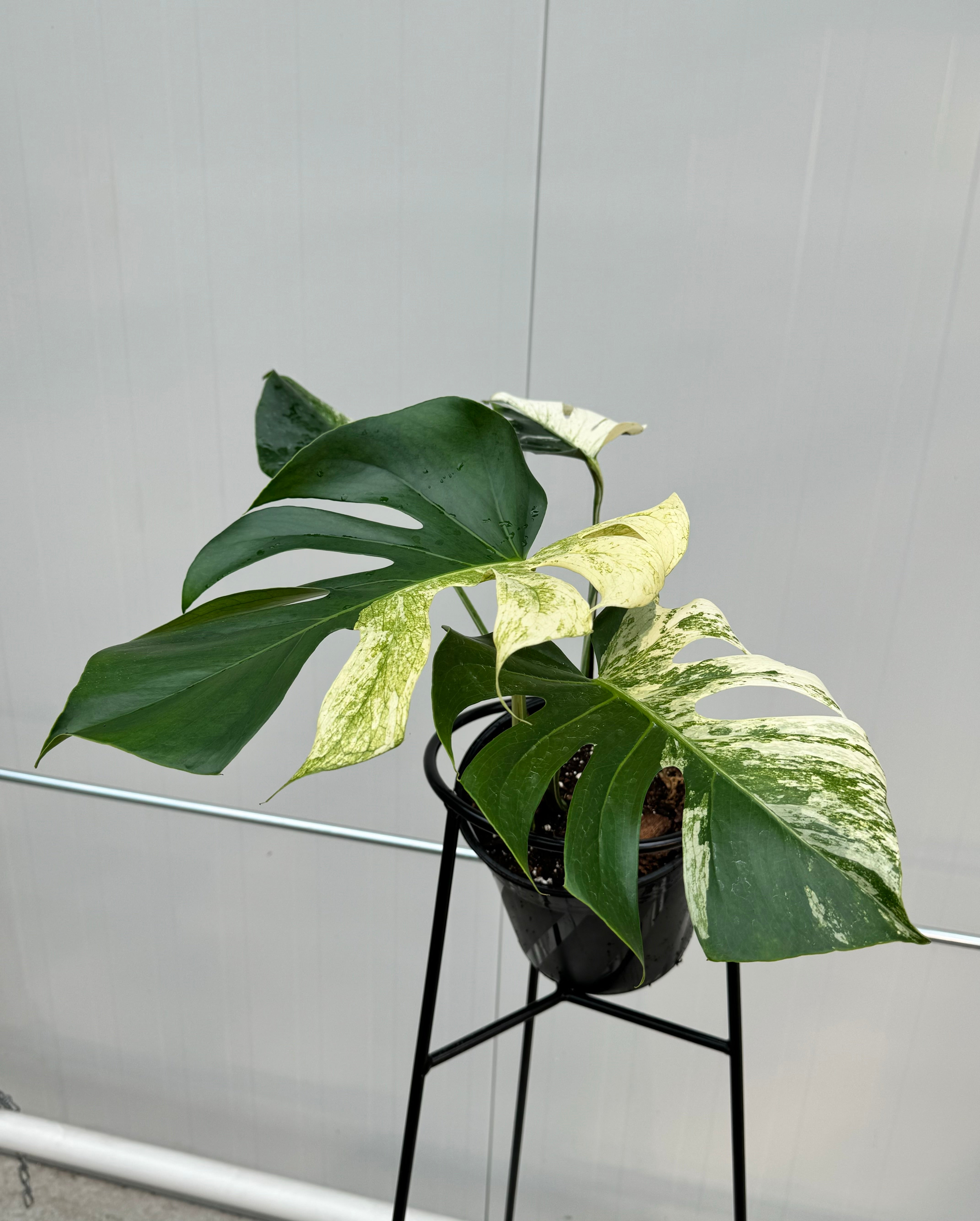 Monstera Full Mint deliciosa borsigiana Variegata (nr 2)