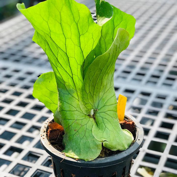 P.elephantotis④　@bikamori.com ビカクシダ ④ @ ビカクシダ