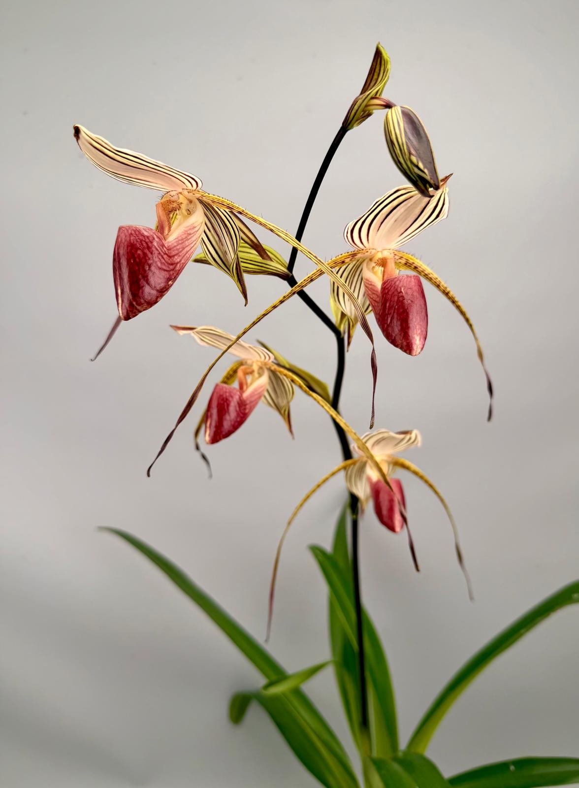 Paphiopedilum Lady Isabel ‘Big Plant’