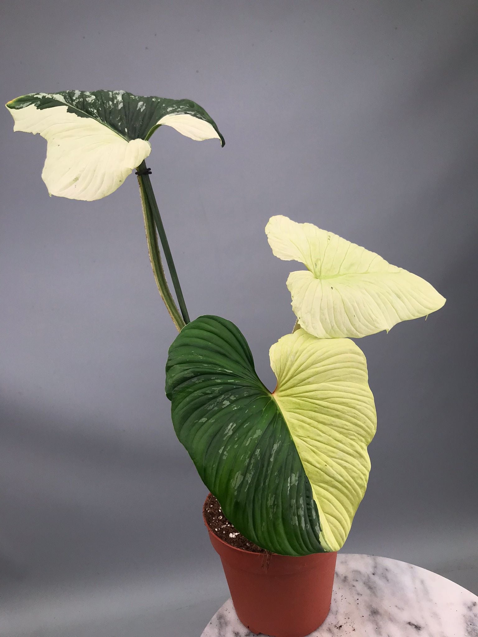 Philodendron mamei variegata mint (nr 1)