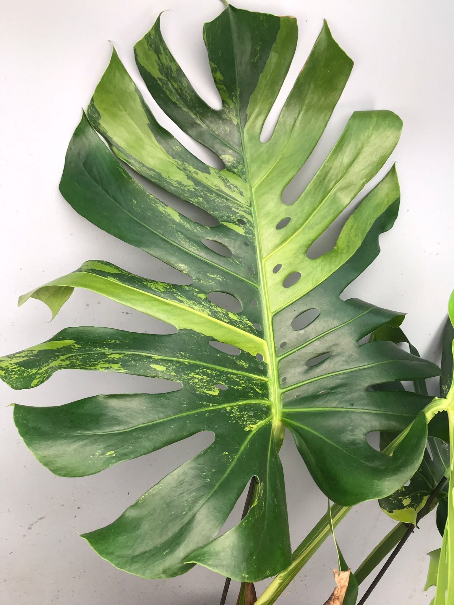 Monstera Ocean Mint XL nr 1