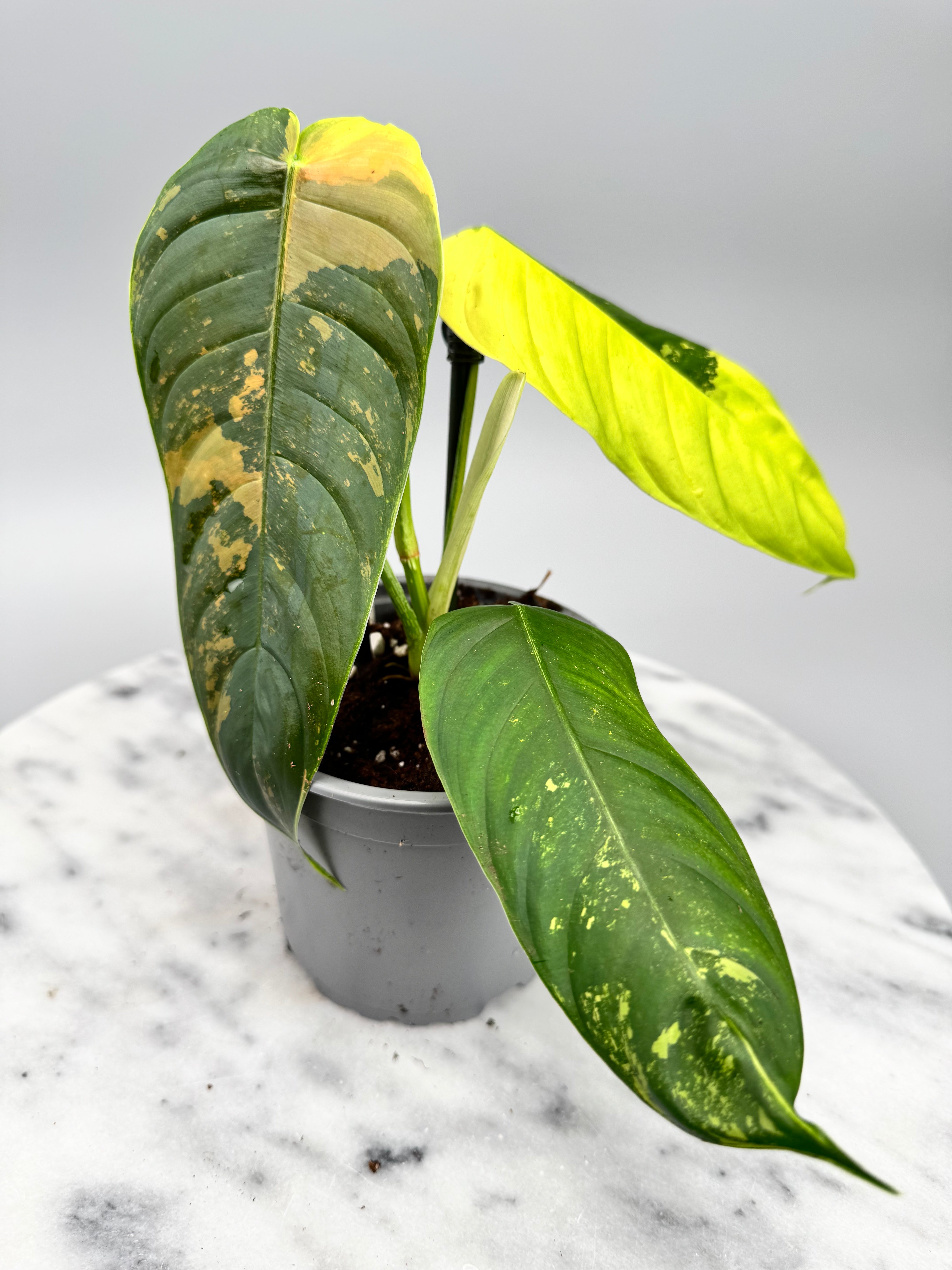 Philodendron sharoniae Mosquera Variegata nr 1