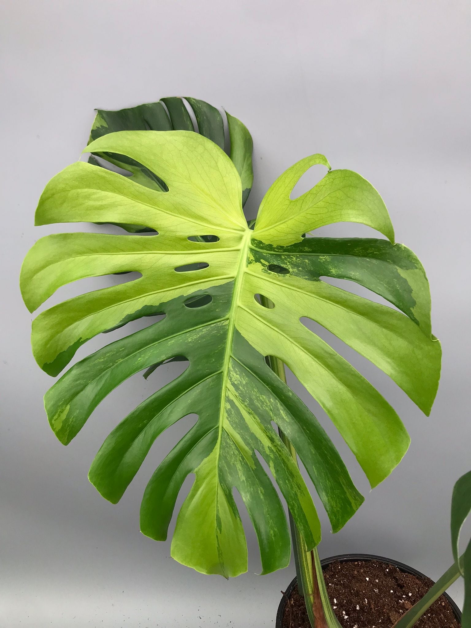 Monstera Ocean Mint XL nr 1