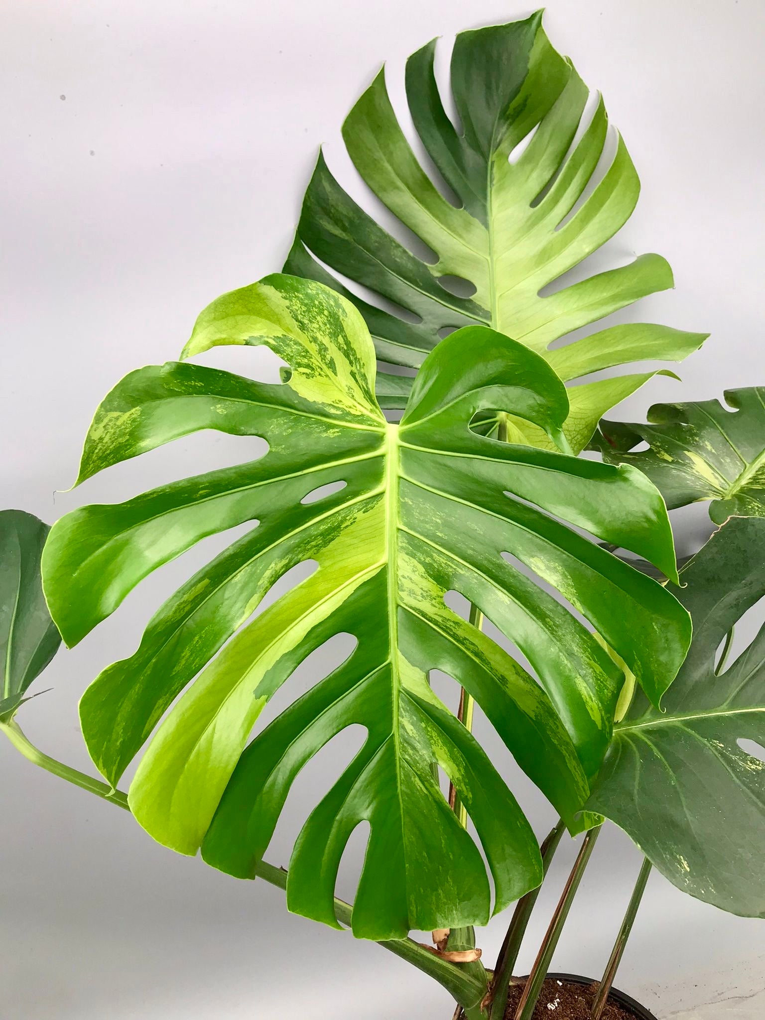 Monstera Ocean Mint (Nr 3.1)