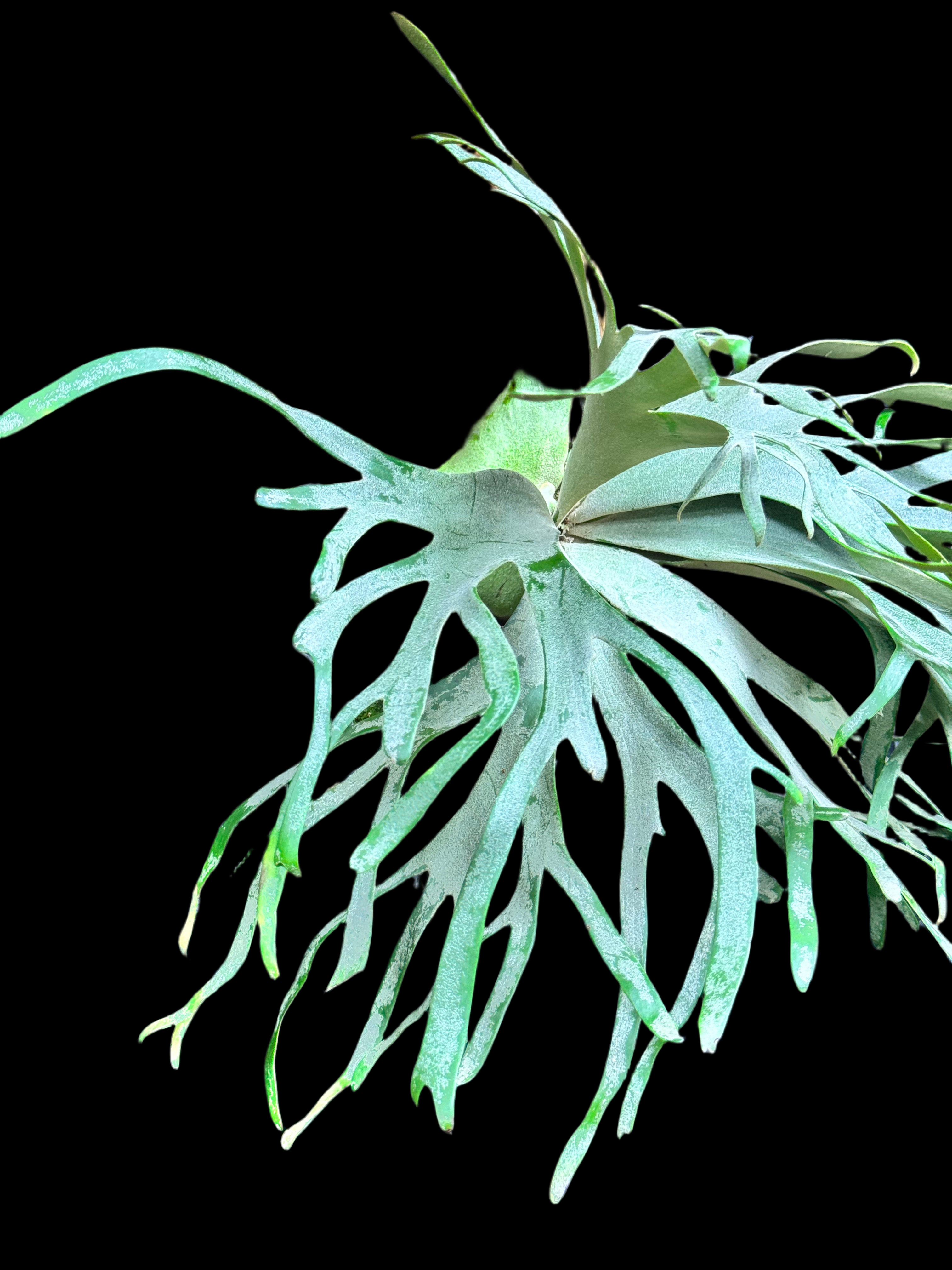 Platycerium willinckii "Jade Girl" (Small Plant)